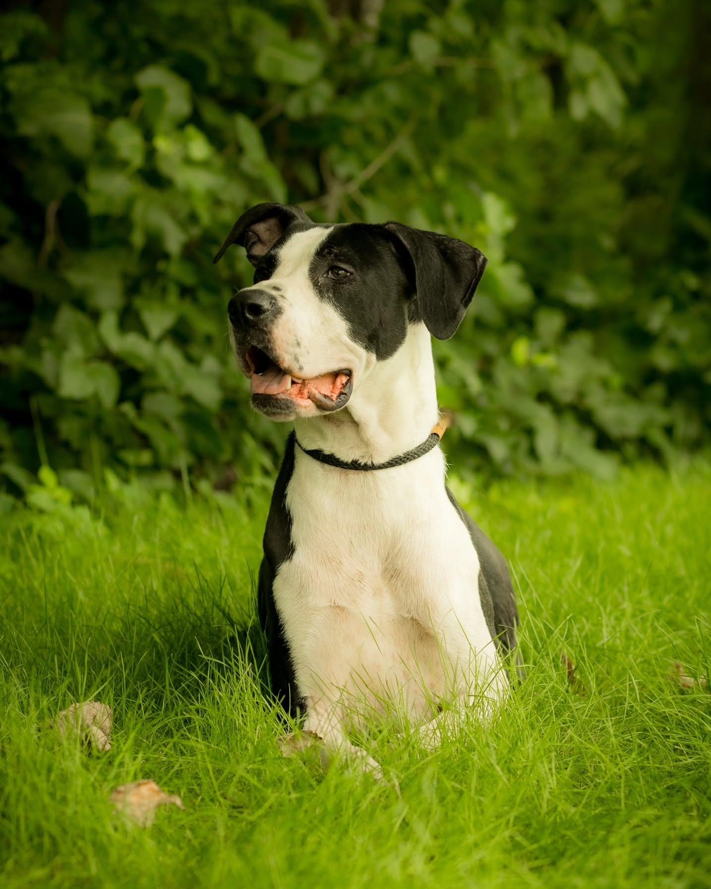 ORVILLE REDENBACHER (0001), ADOPTABLE, Adult Male Great Dane.