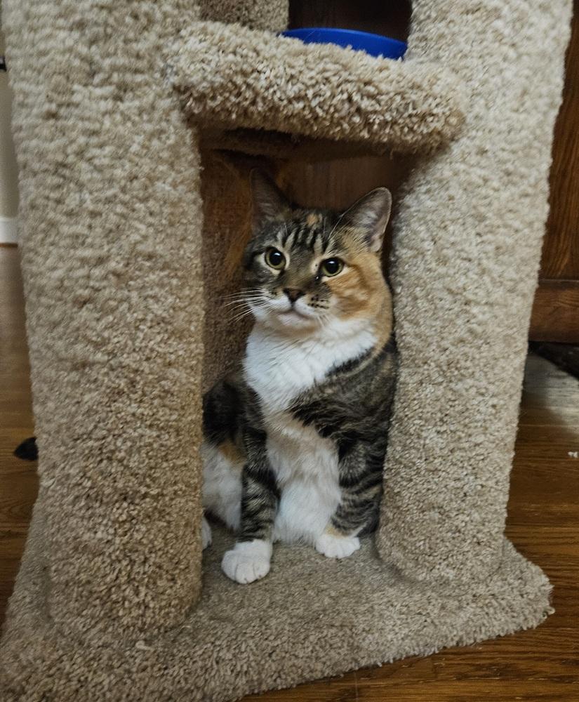 Promise, Adoptable, Adult Female Domestic Short Hair & Tabby.