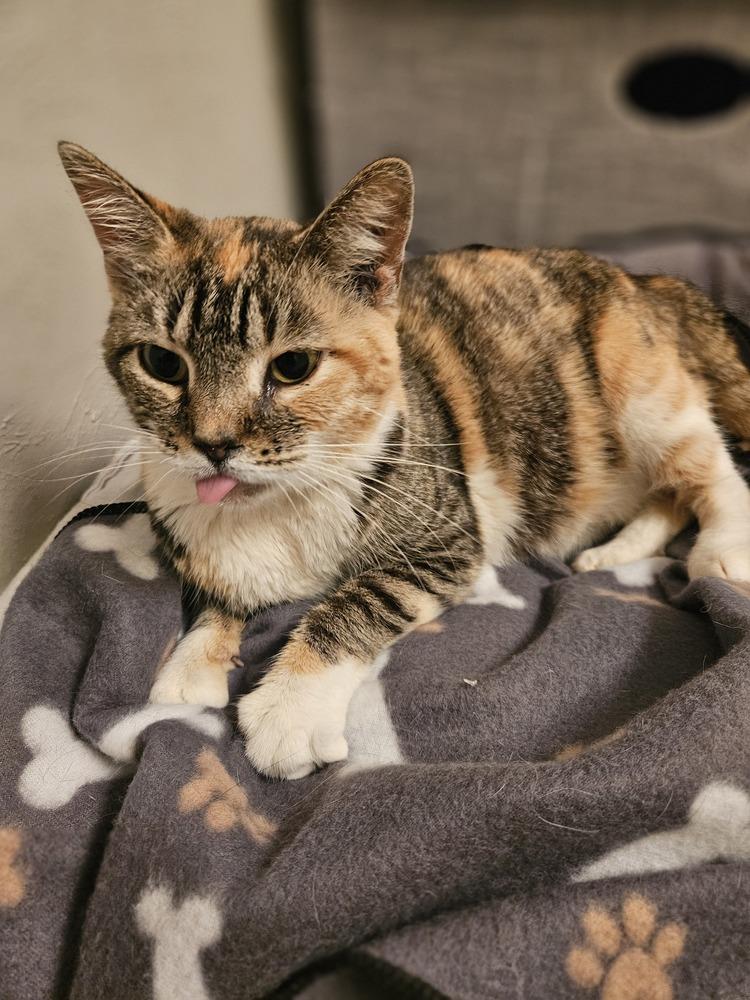 Promise, a Adoptable mixed breed in Greensboro, NC image 1/6