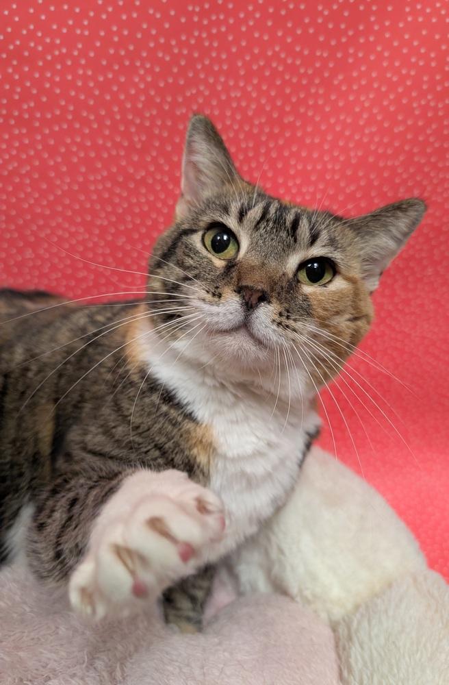 Promise, a Adoptable mixed breed in Greensboro, NC image 2/6