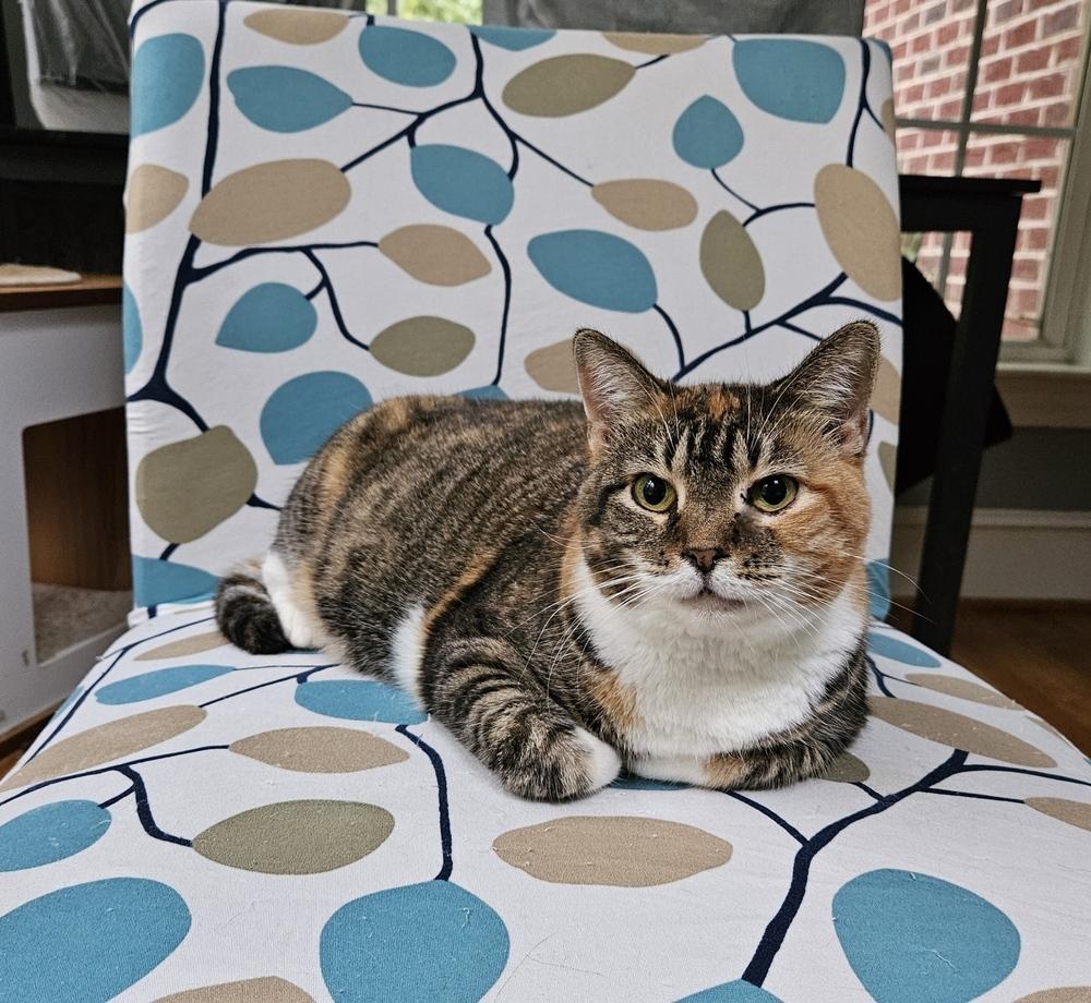 Promise, a Adoptable mixed breed in Greensboro, NC image 3/6