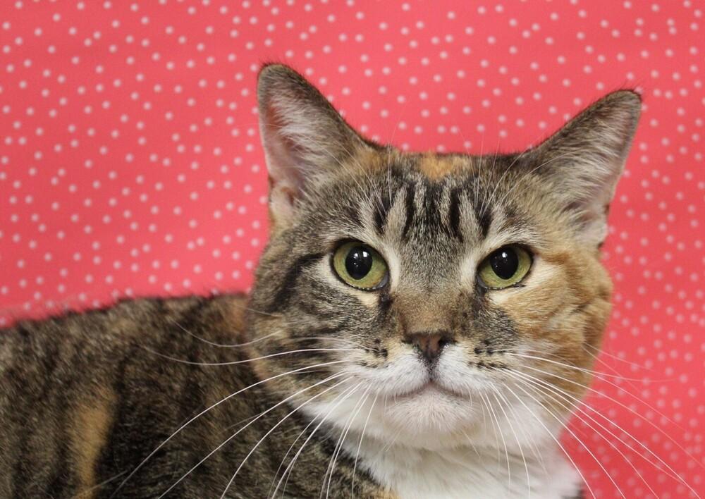 Promise, a Adoptable mixed breed in Greensboro, NC image 4/6