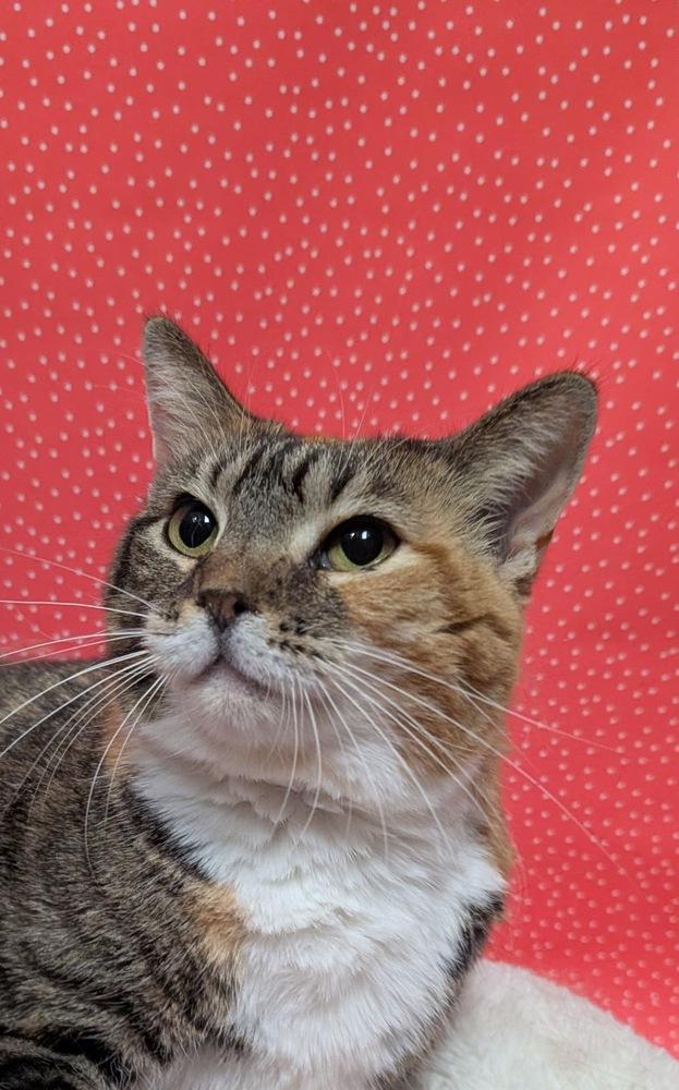 Promise, Adoptable, Adult Female Domestic Short Hair & Tabby.