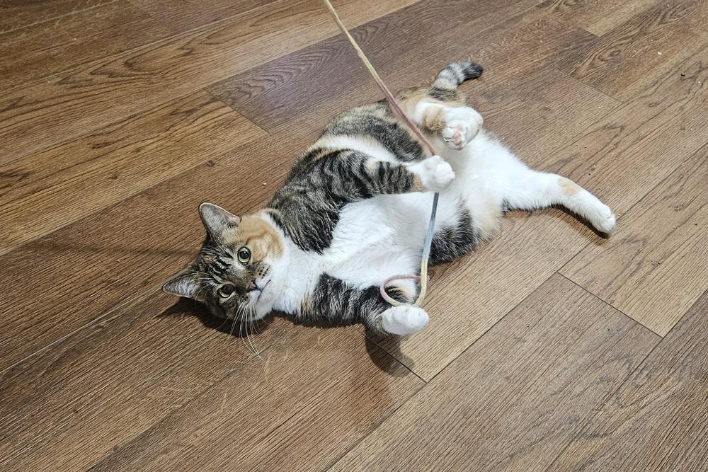 Promise, Adoptable, Adult Female Domestic Short Hair & Tabby.