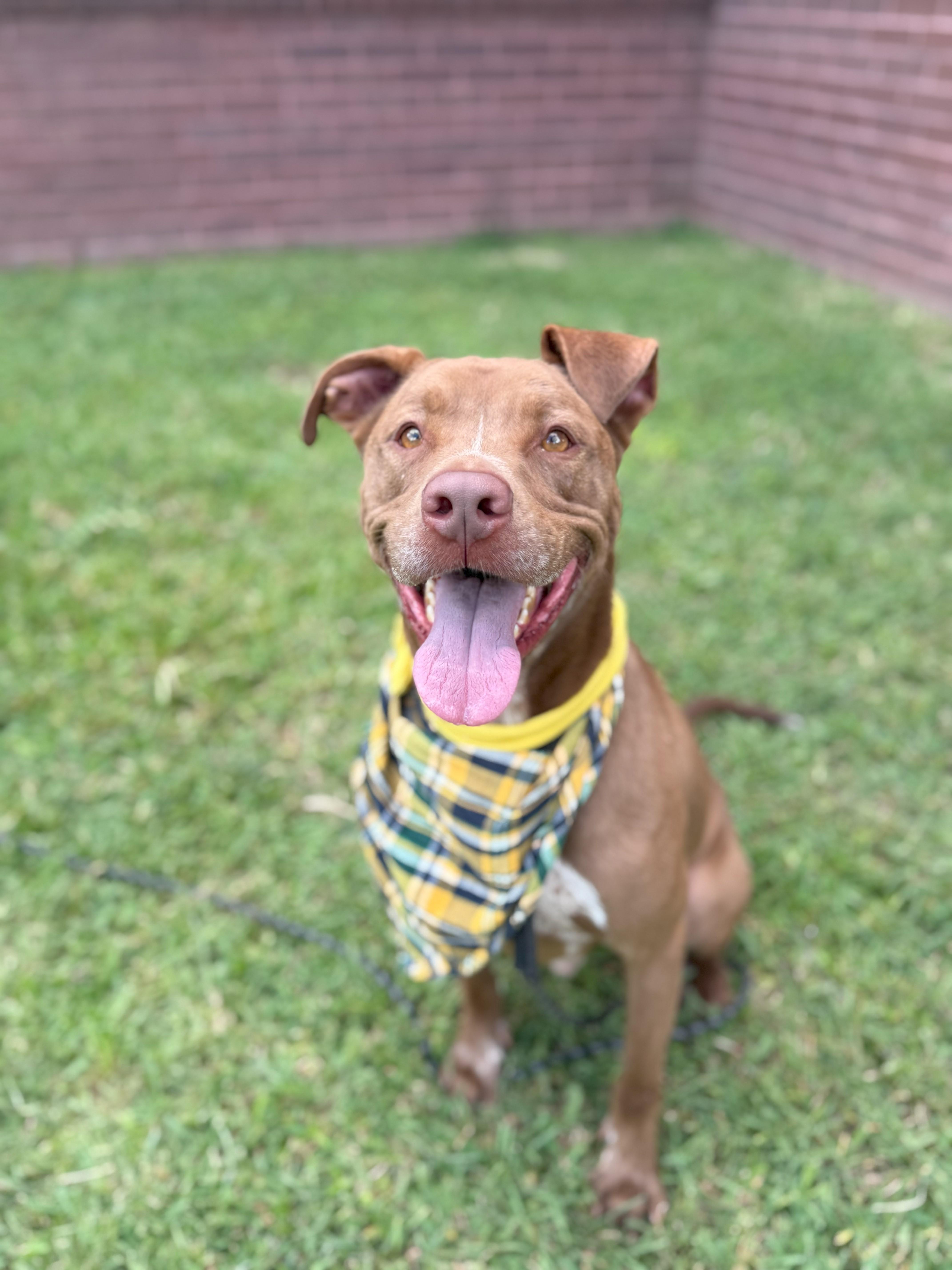 Charley Cookie Crisp