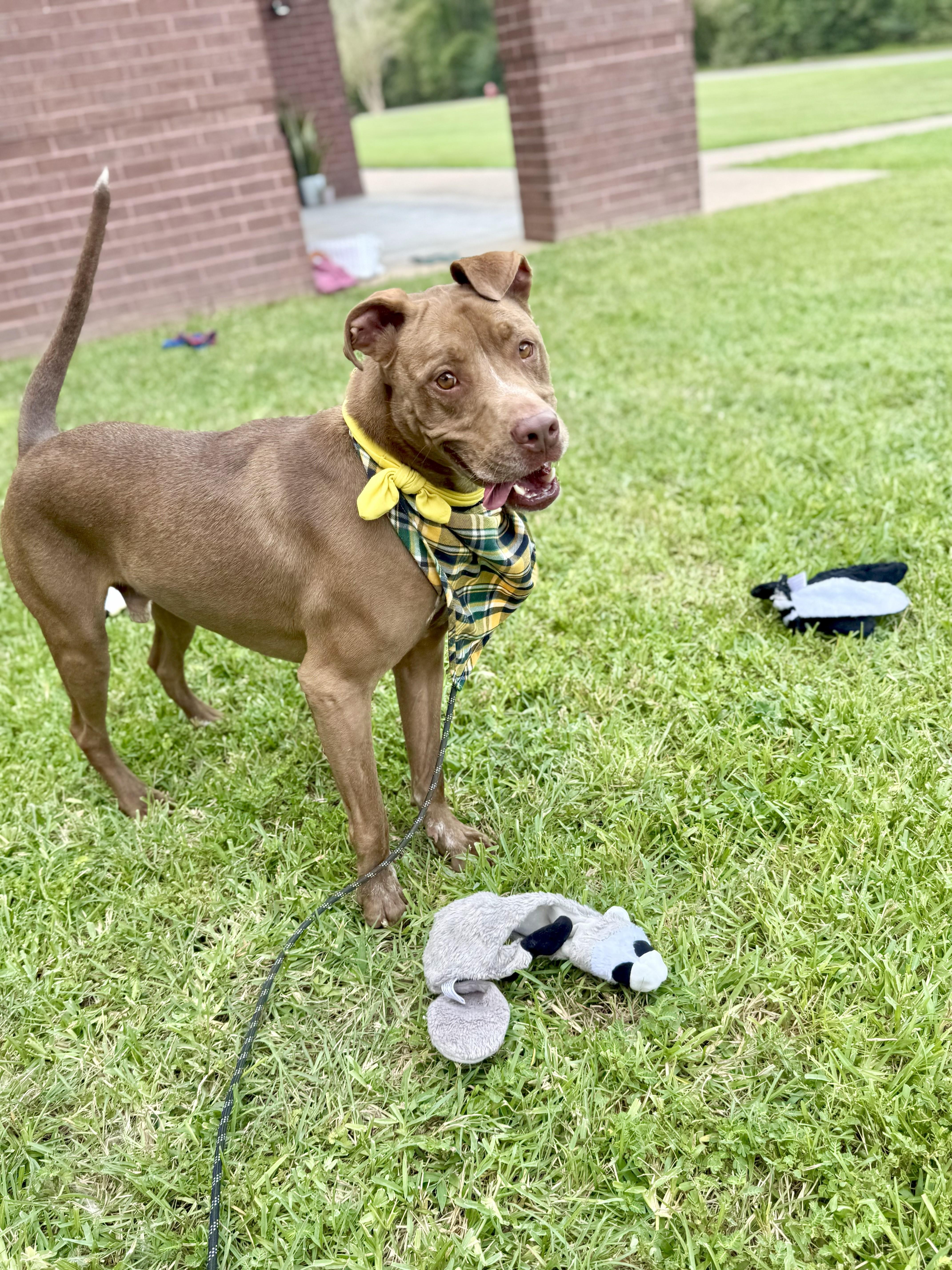 Charley Cookie Crisp