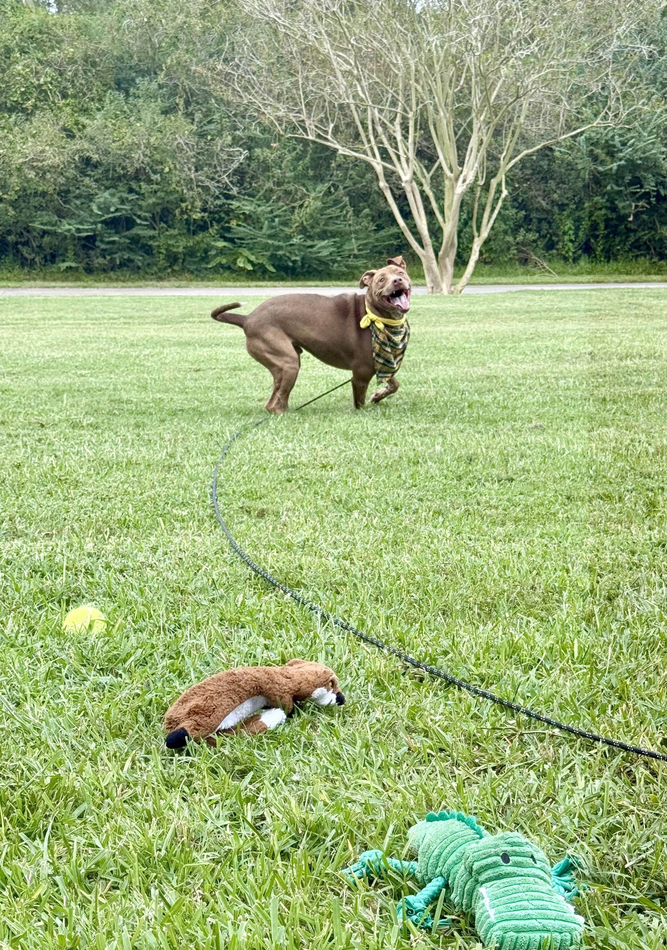 Charley Cookie Crisp