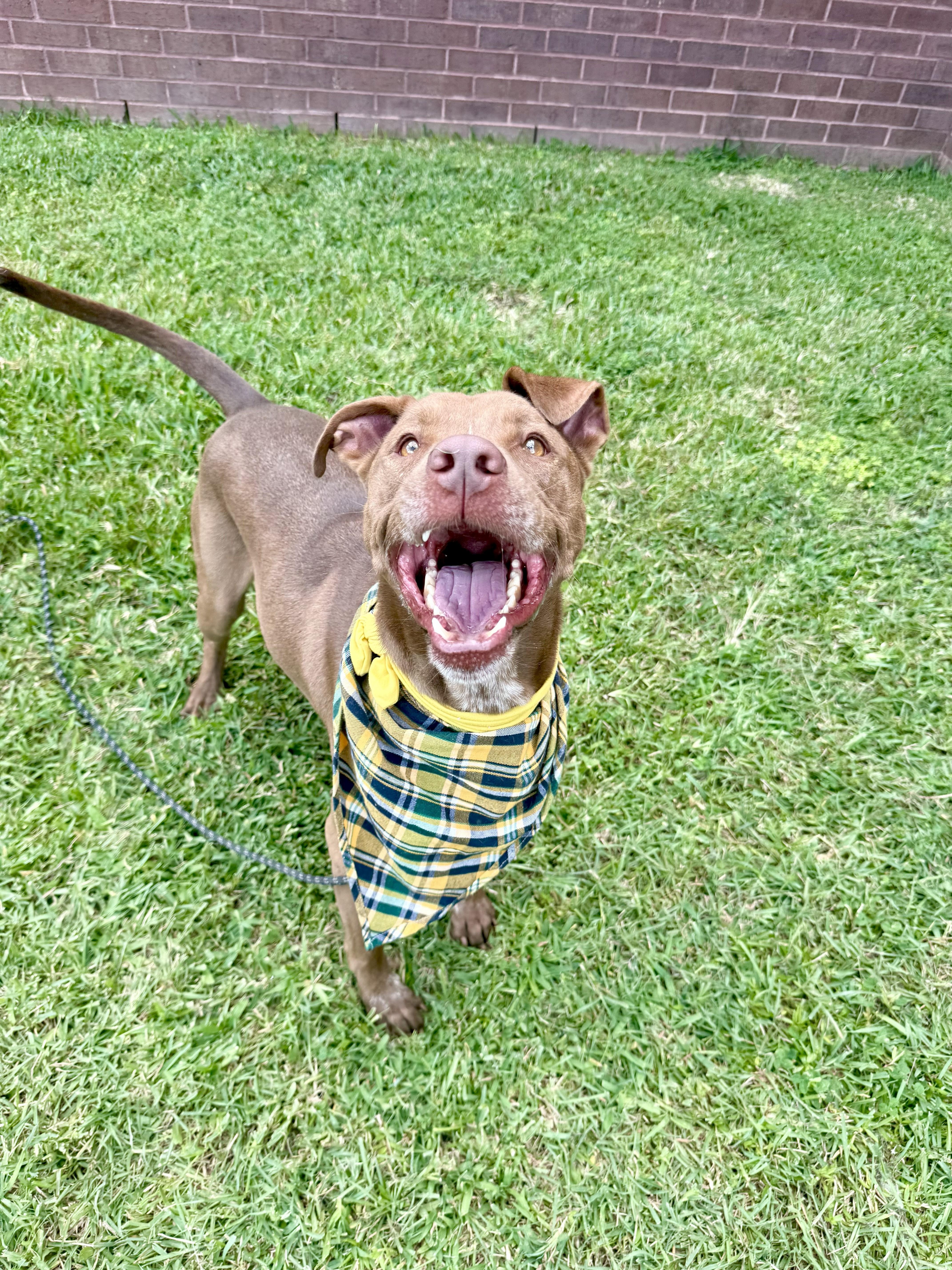 Charley Cookie Crisp