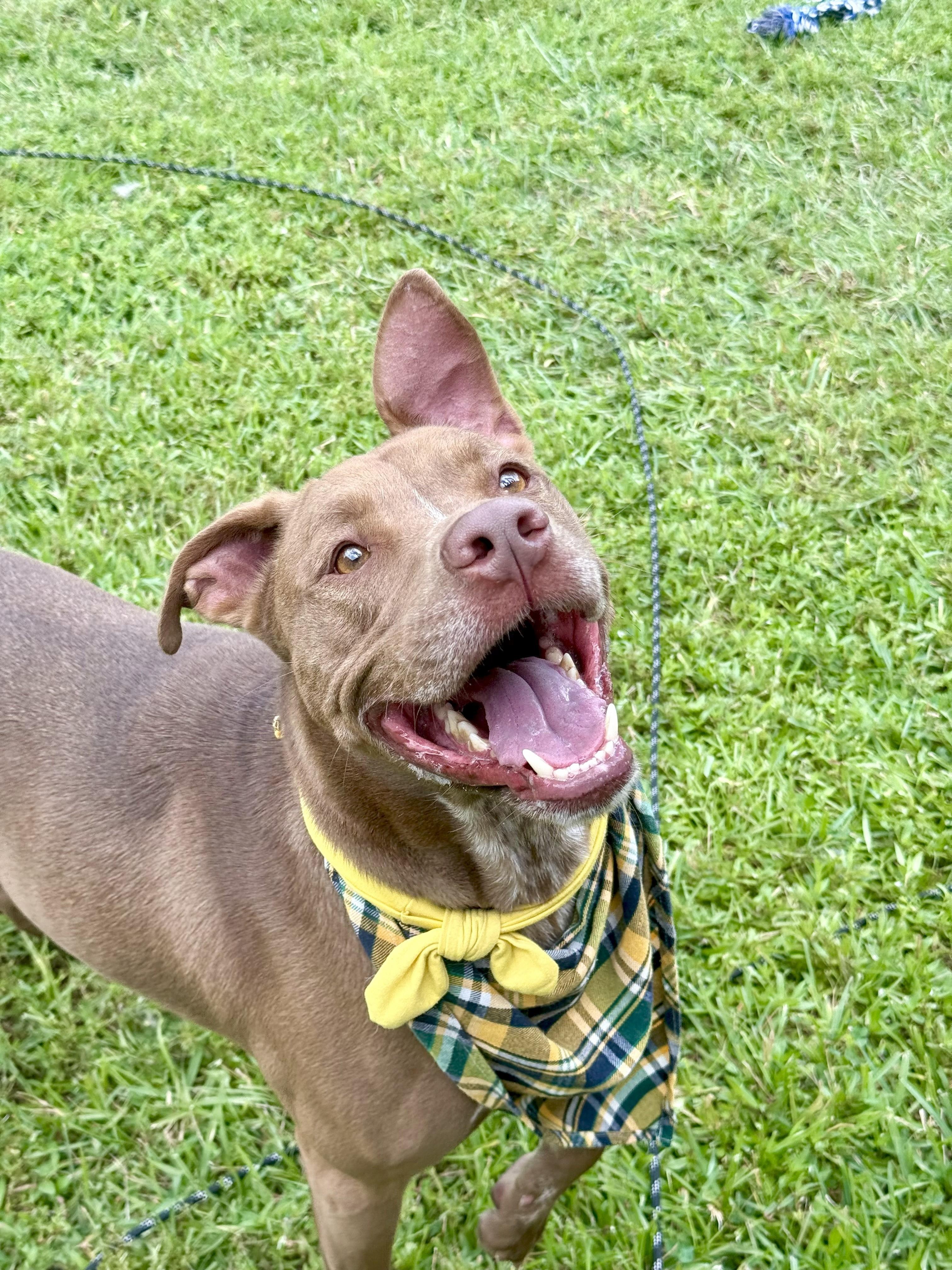 Charley Cookie Crisp