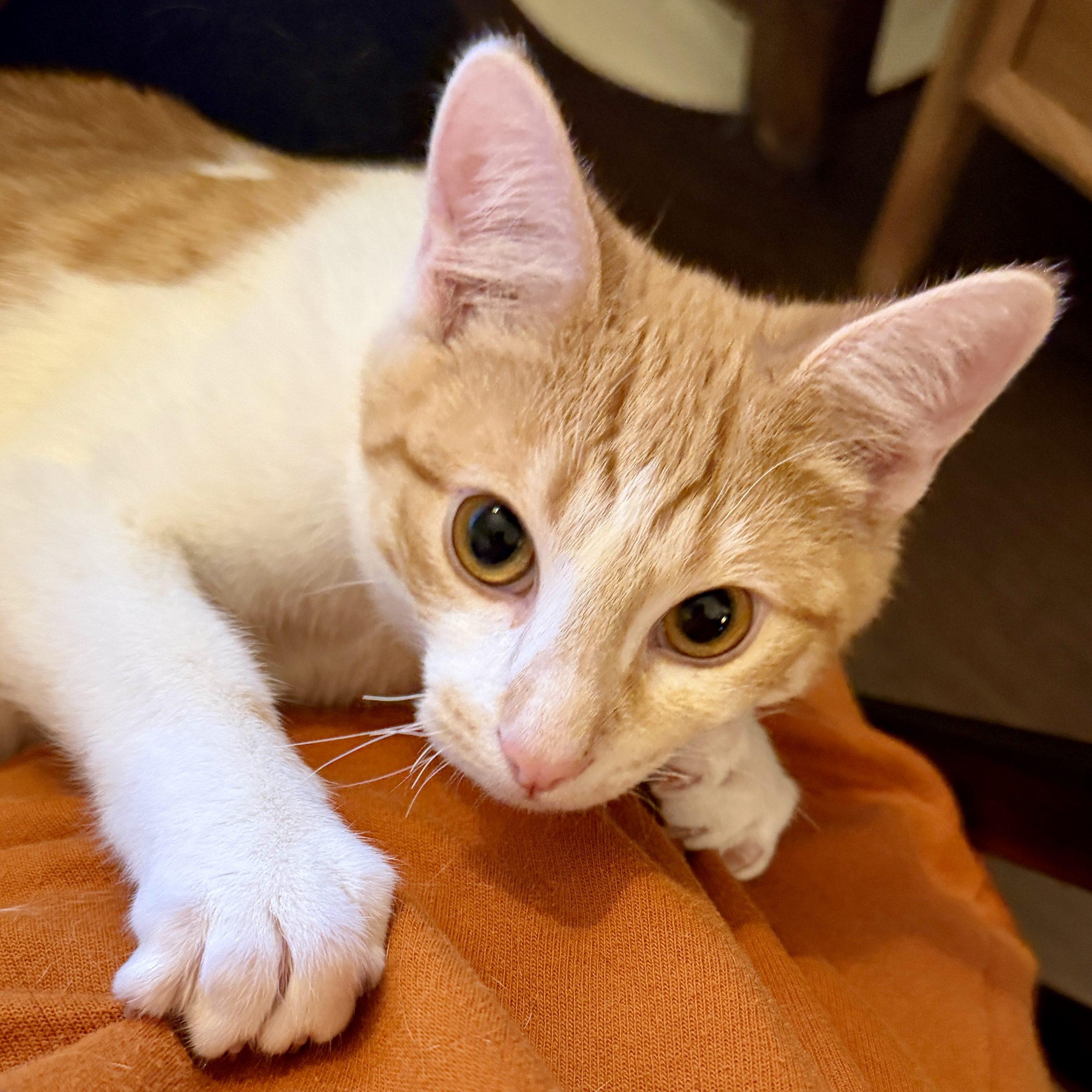 Enlarge Sparks, a Adoptable mixed breed in Knoxville, TN image 1/6