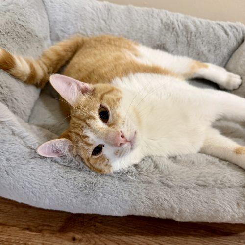 Enlarge Sparks, a Adoptable mixed breed in Knoxville, TN image 2/6