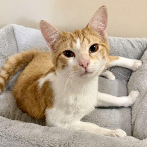 Enlarge Sparks, a Adoptable mixed breed in Knoxville, TN image 3/6