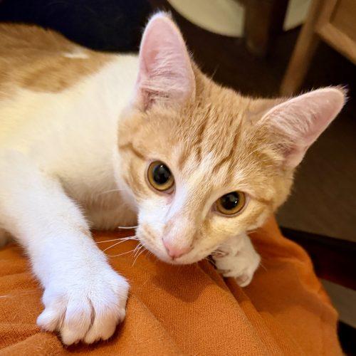 Enlarge Sparks, a Adoptable mixed breed in Knoxville, TN image 4/6