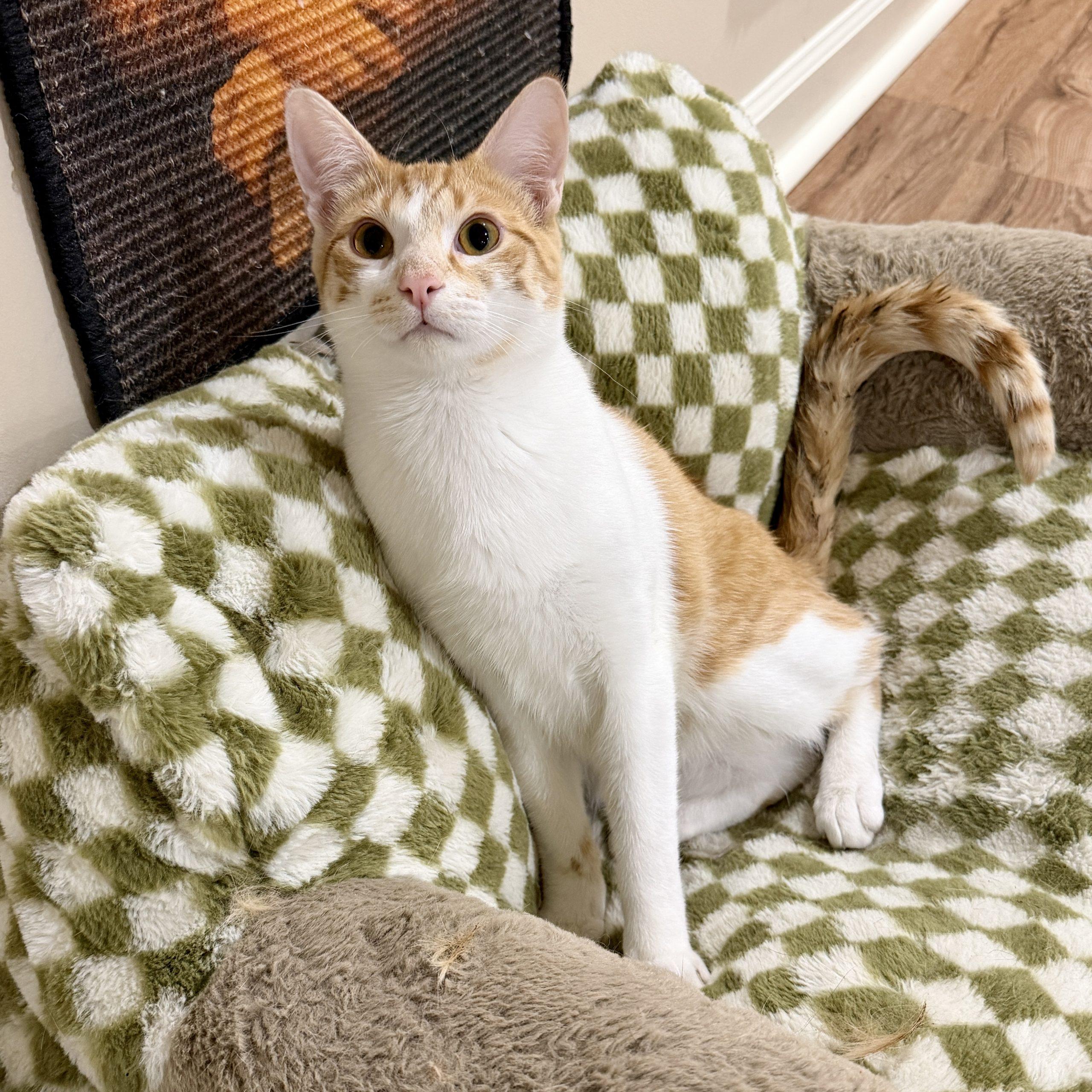 Enlarge Sparks, a Adoptable mixed breed in Knoxville, TN image 3/5
