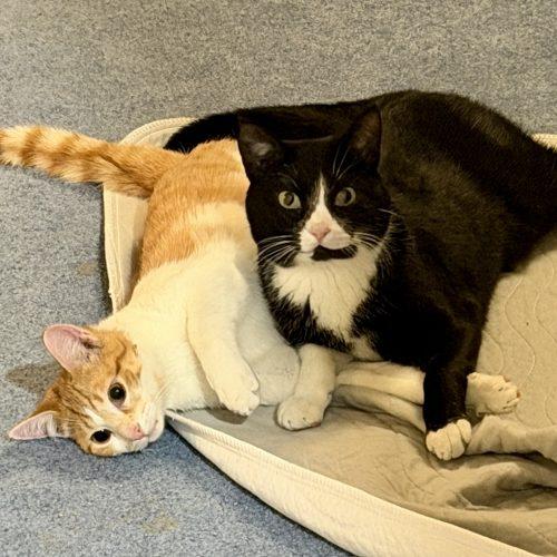 Enlarge Sparks, a Adoptable mixed breed in Knoxville, TN image 5/6