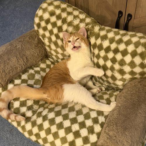 Enlarge Sparks, a Adoptable mixed breed in Knoxville, TN image 6/6