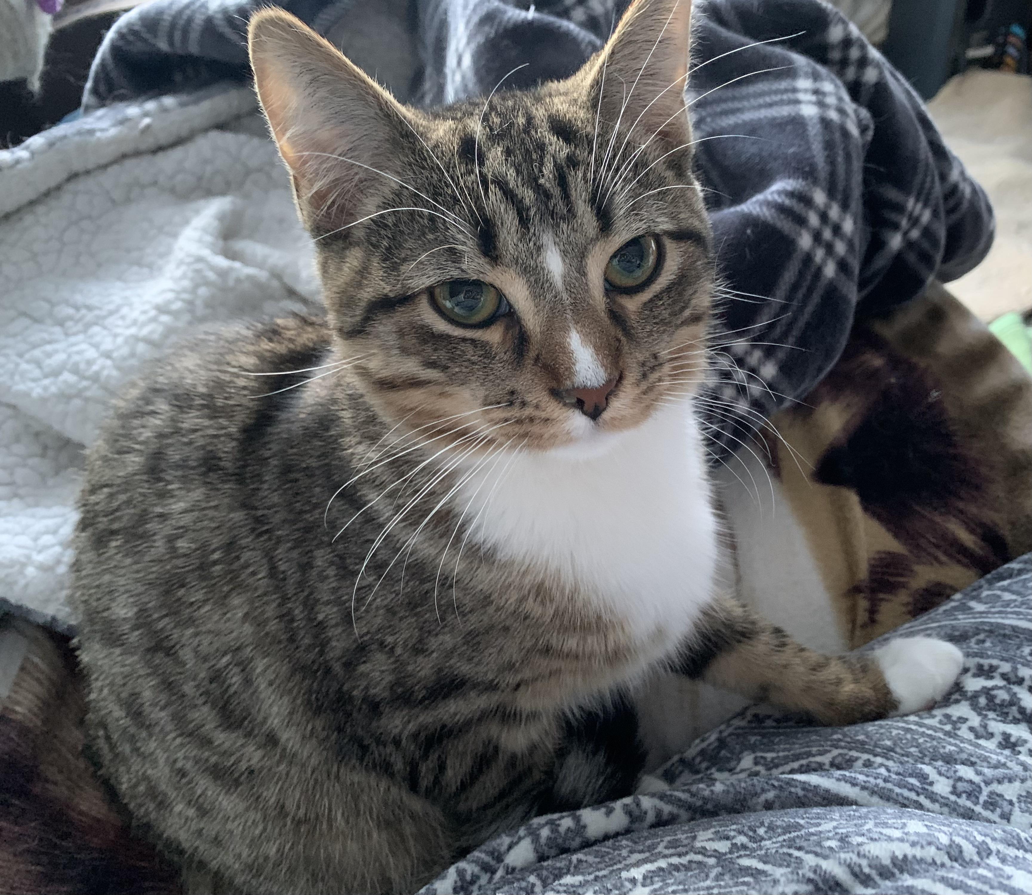 Enlarge Lupin , a ADOPTABLE mixed breed in Ambler, PA image 1/5