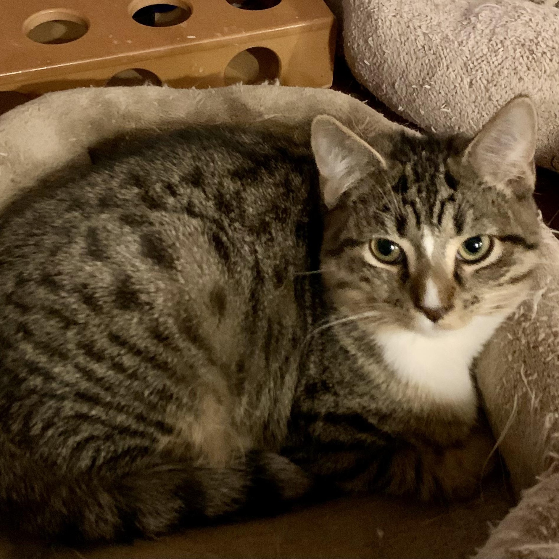 Enlarge Lupin , a ADOPTABLE mixed breed in Ambler, PA image 4/5