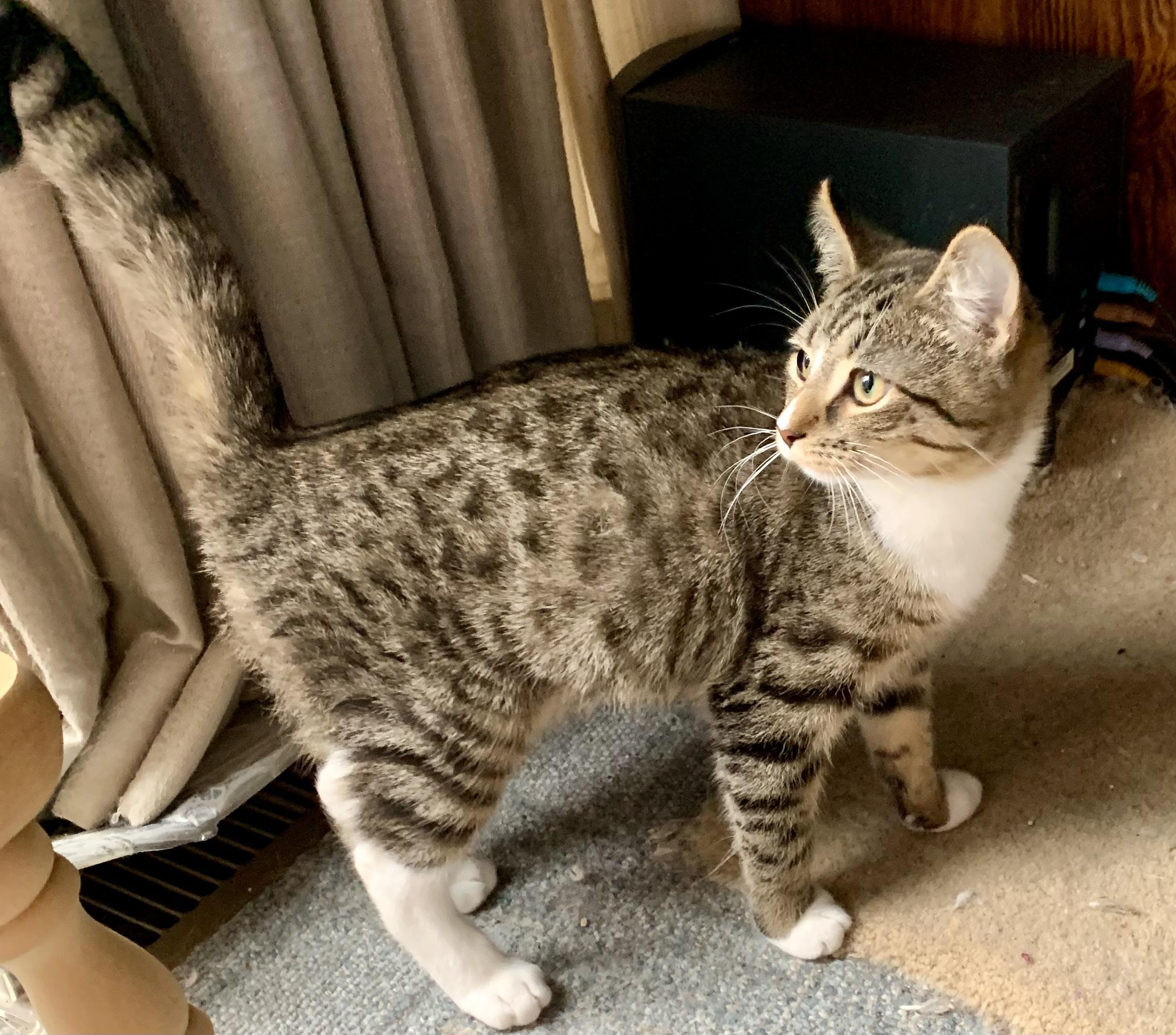 Enlarge Lupin , a ADOPTABLE mixed breed in Ambler, PA image 5/5