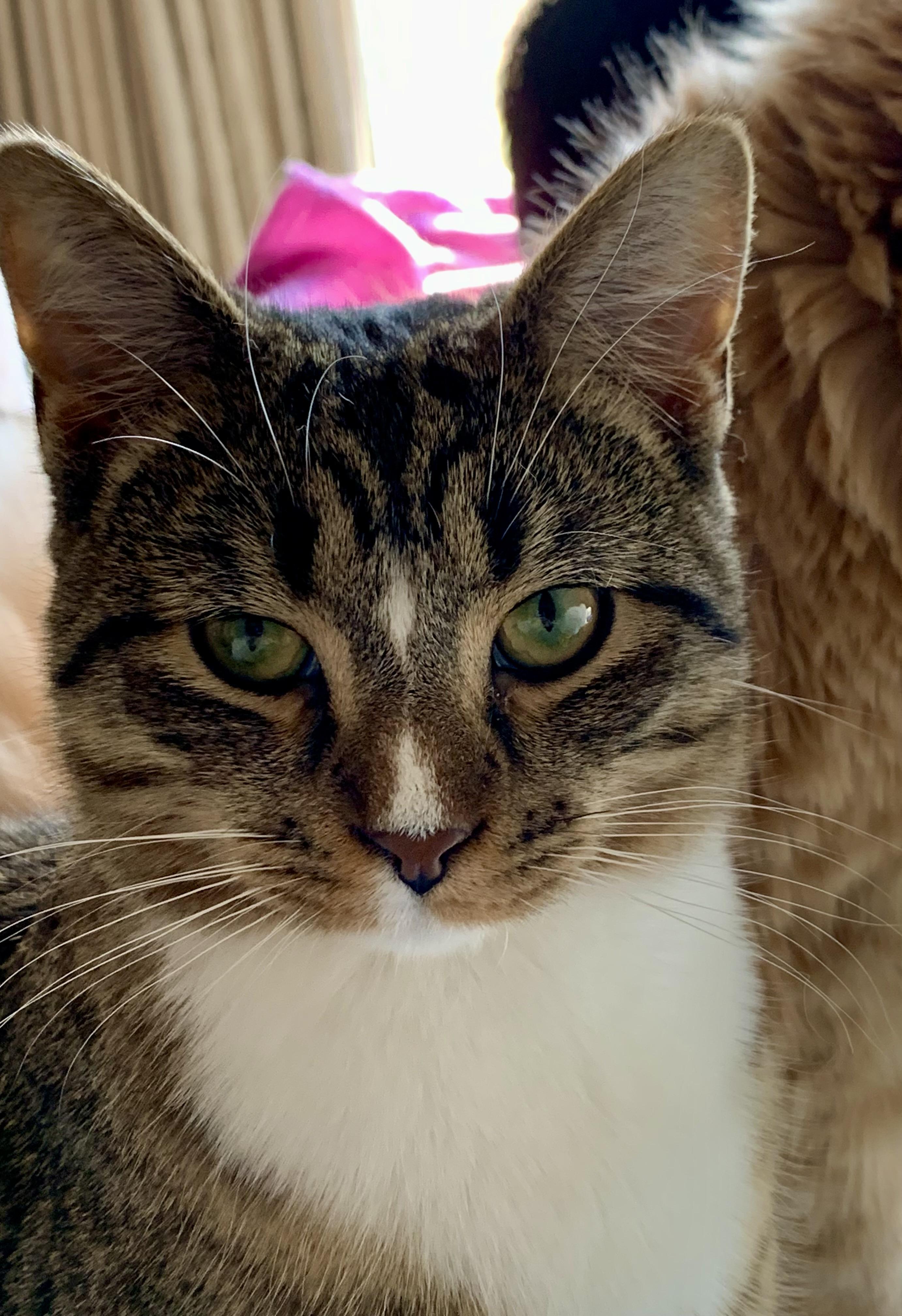 Enlarge Lupin , a ADOPTABLE mixed breed in Ambler, PA image 2/5