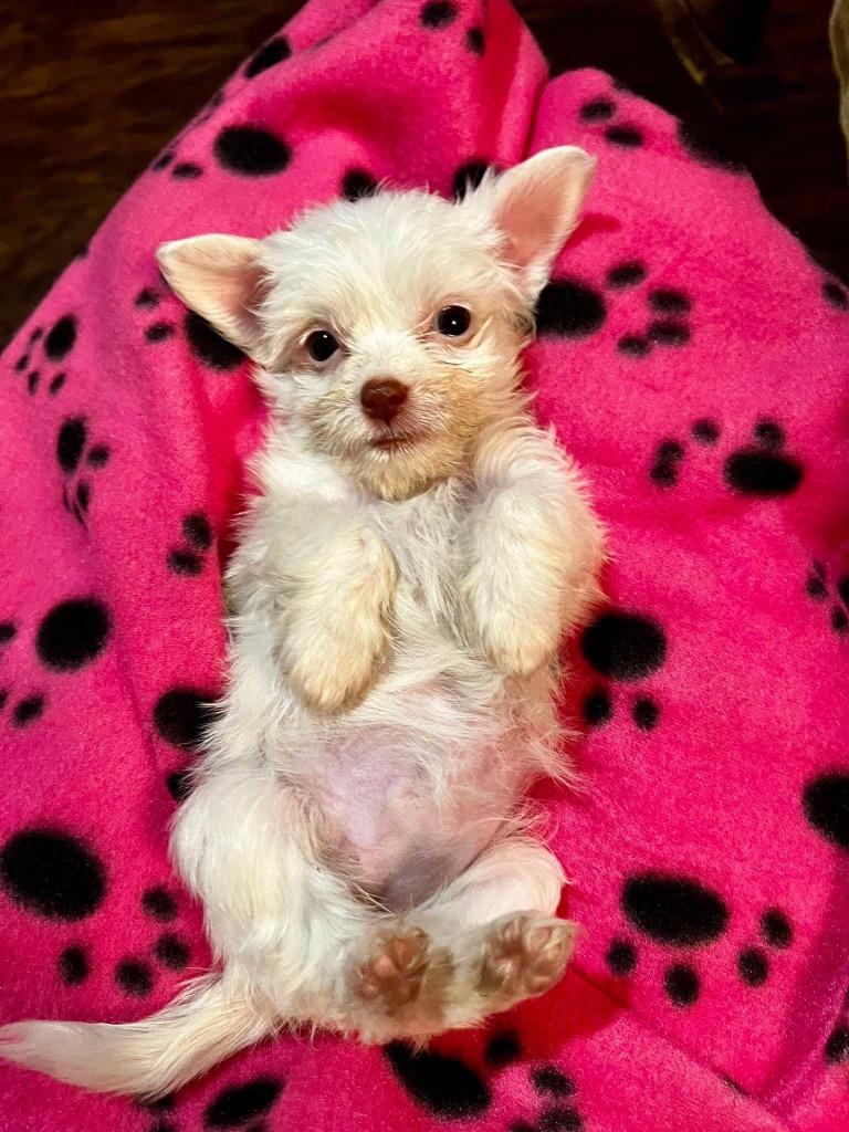 Sophia, a Adoptable mixed breed in Bryan, TX image 2/6