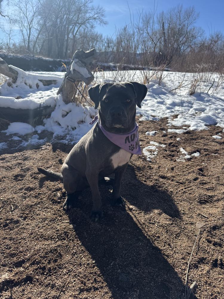 Onyx, Adoptable, Adult Female Pit Bull Terrier.