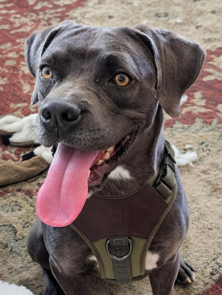 Enlarge Onyx, a Adoptable mixed breed in Sedalia, CO image 3/6