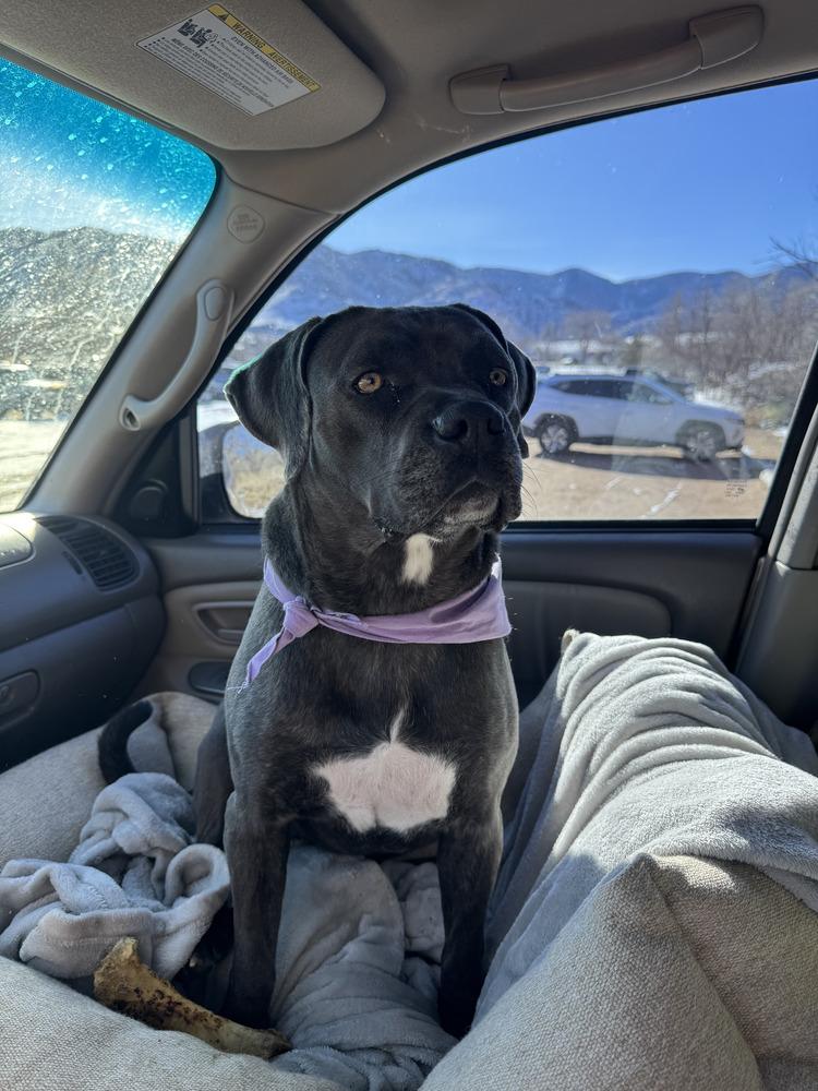 Enlarge Onyx, a Adoptable mixed breed in Sedalia, CO image 4/6