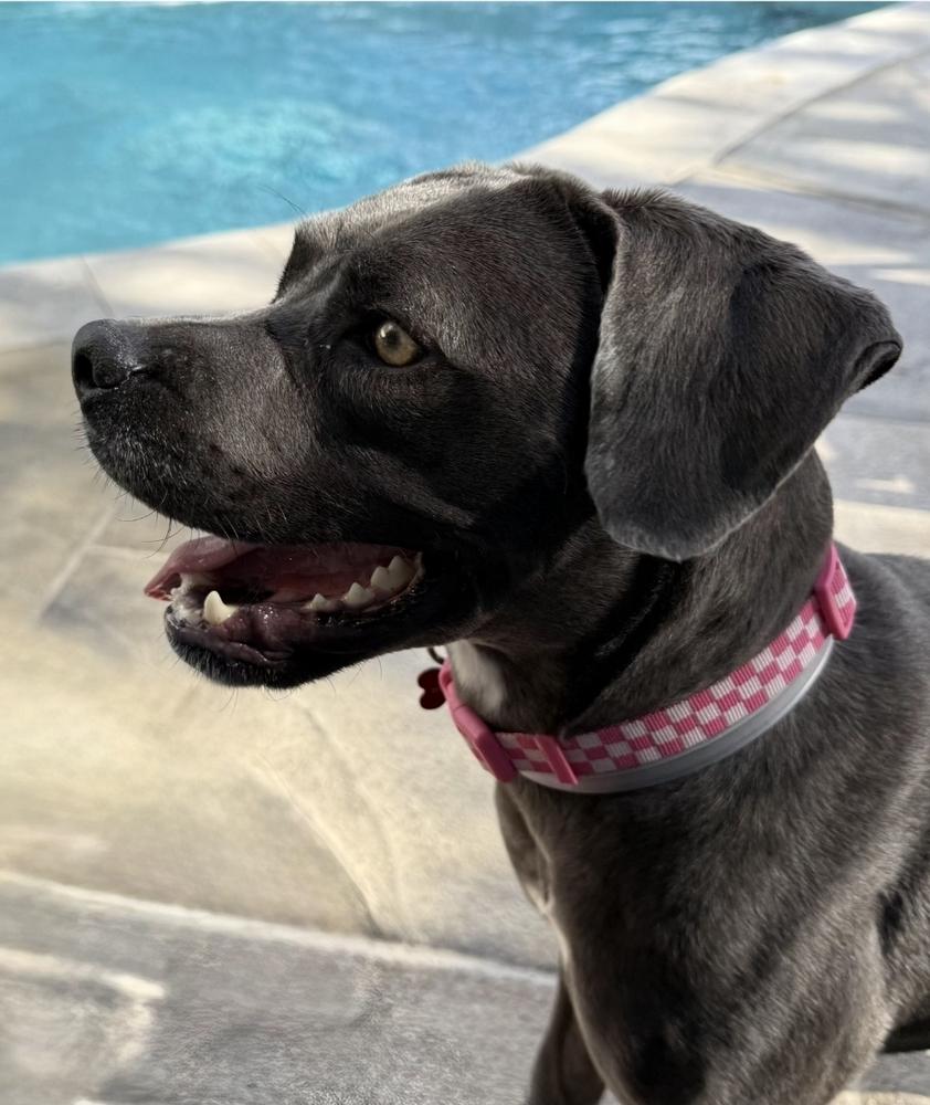 Enlarge Onyx, a Adoptable mixed breed in Sedalia, CO image 5/6