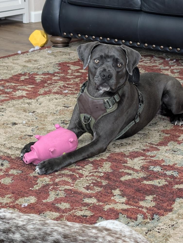 Enlarge Onyx, a Adoptable mixed breed in Sedalia, CO image 6/6