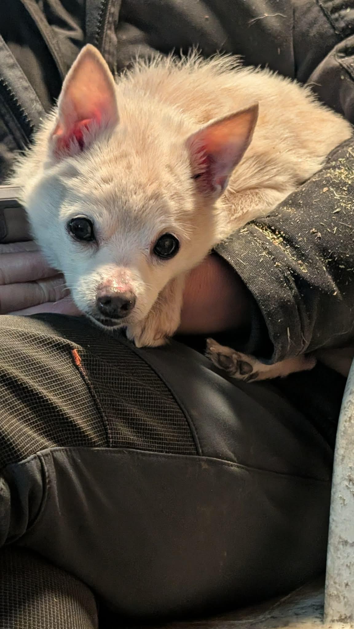 Enlarge Big Bob, an adopted mixed breed in Sheridan, OR image 3/6