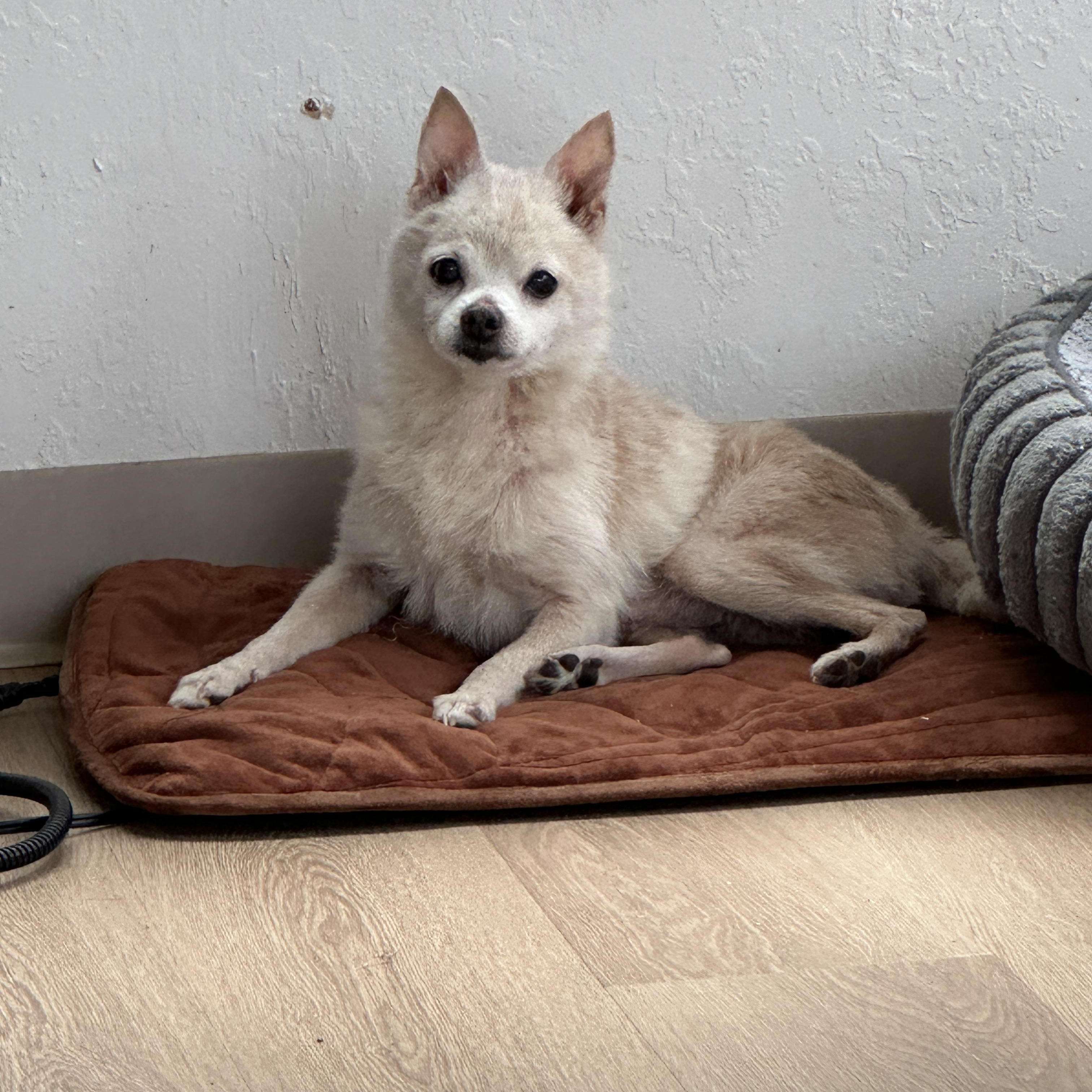 Enlarge Big Bob, an adopted mixed breed in Sheridan, OR image 4/6