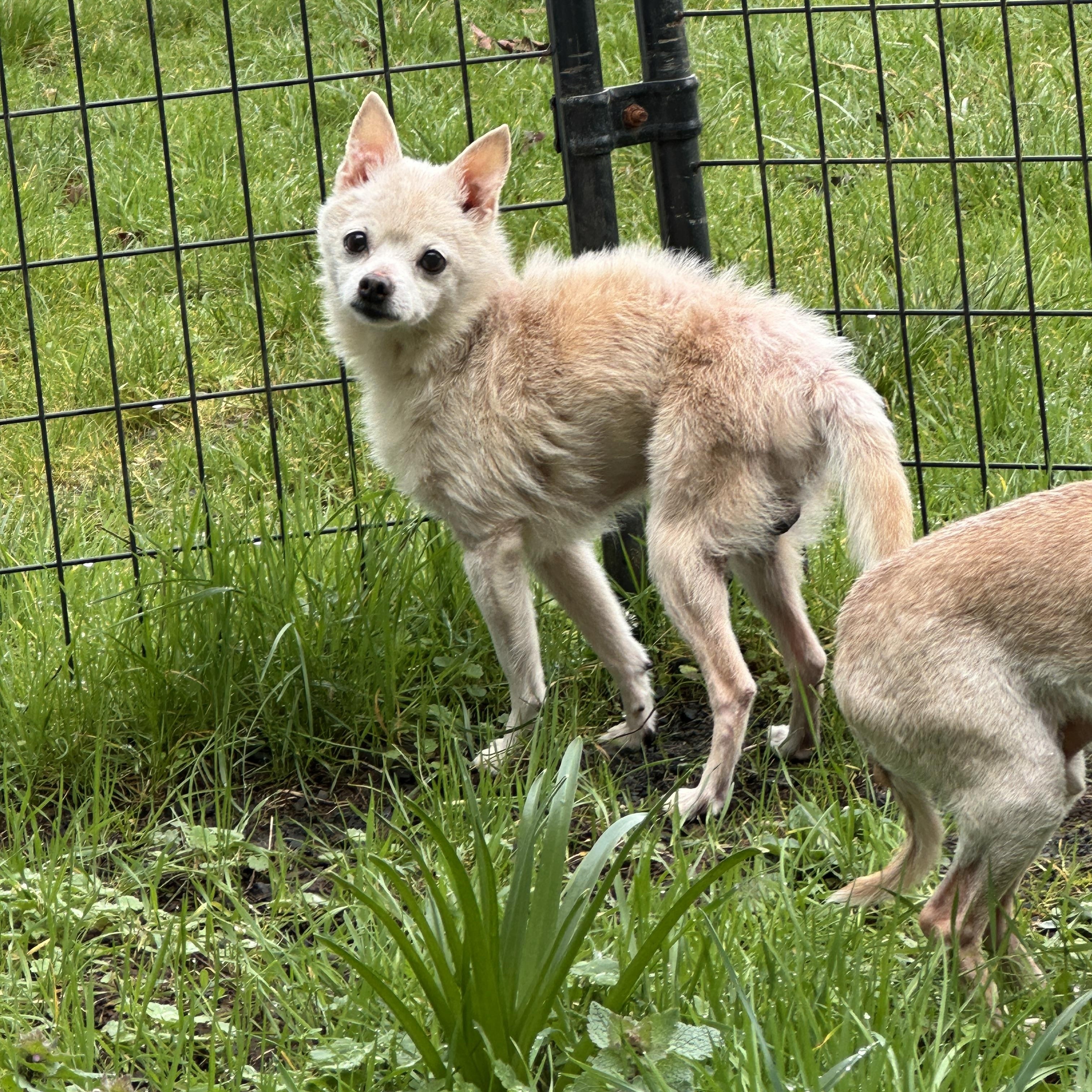 Enlarge Big Bob, an adopted mixed breed in Sheridan, OR image 6/6