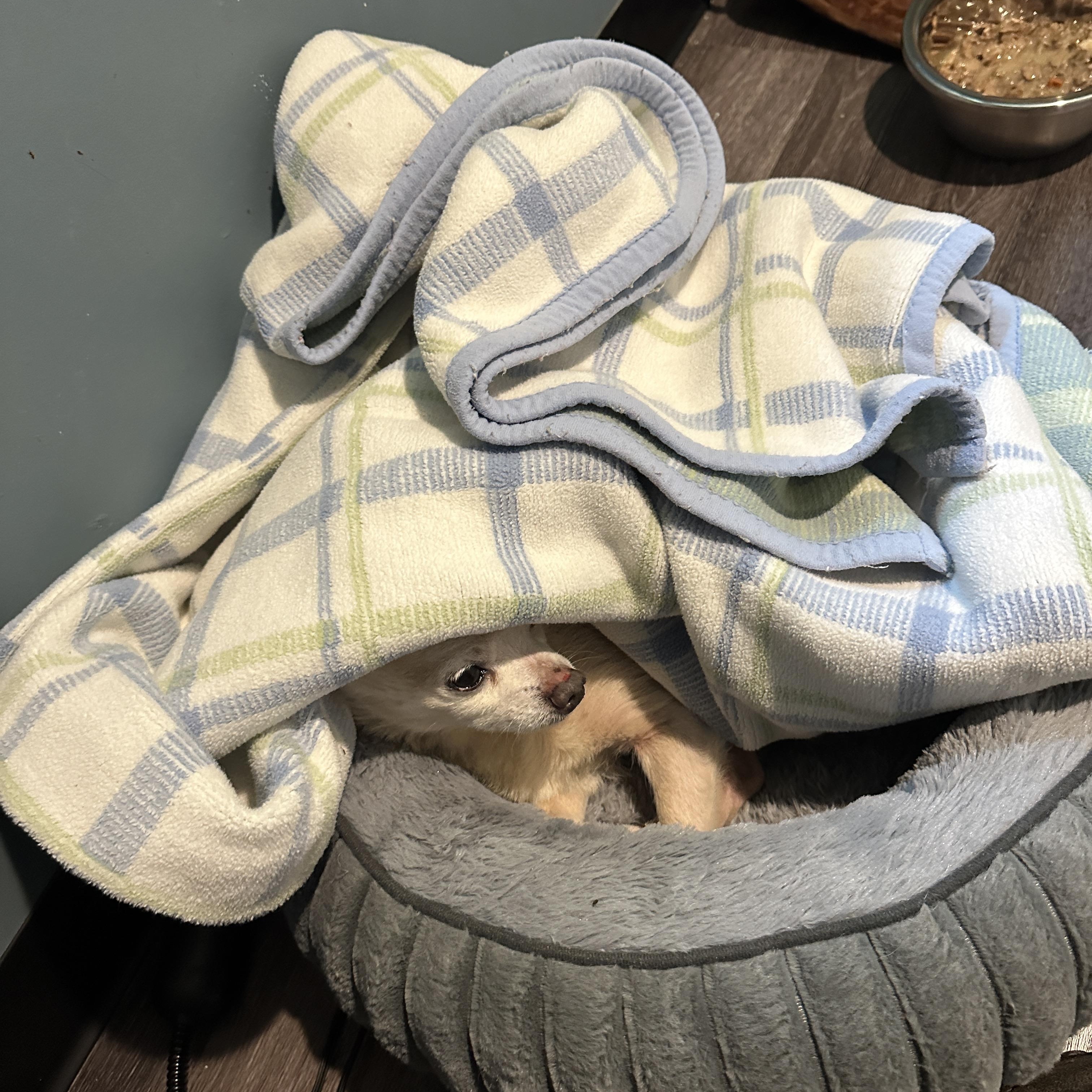 Enlarge Big Bob, an adopted mixed breed in Sheridan, OR image 2/6