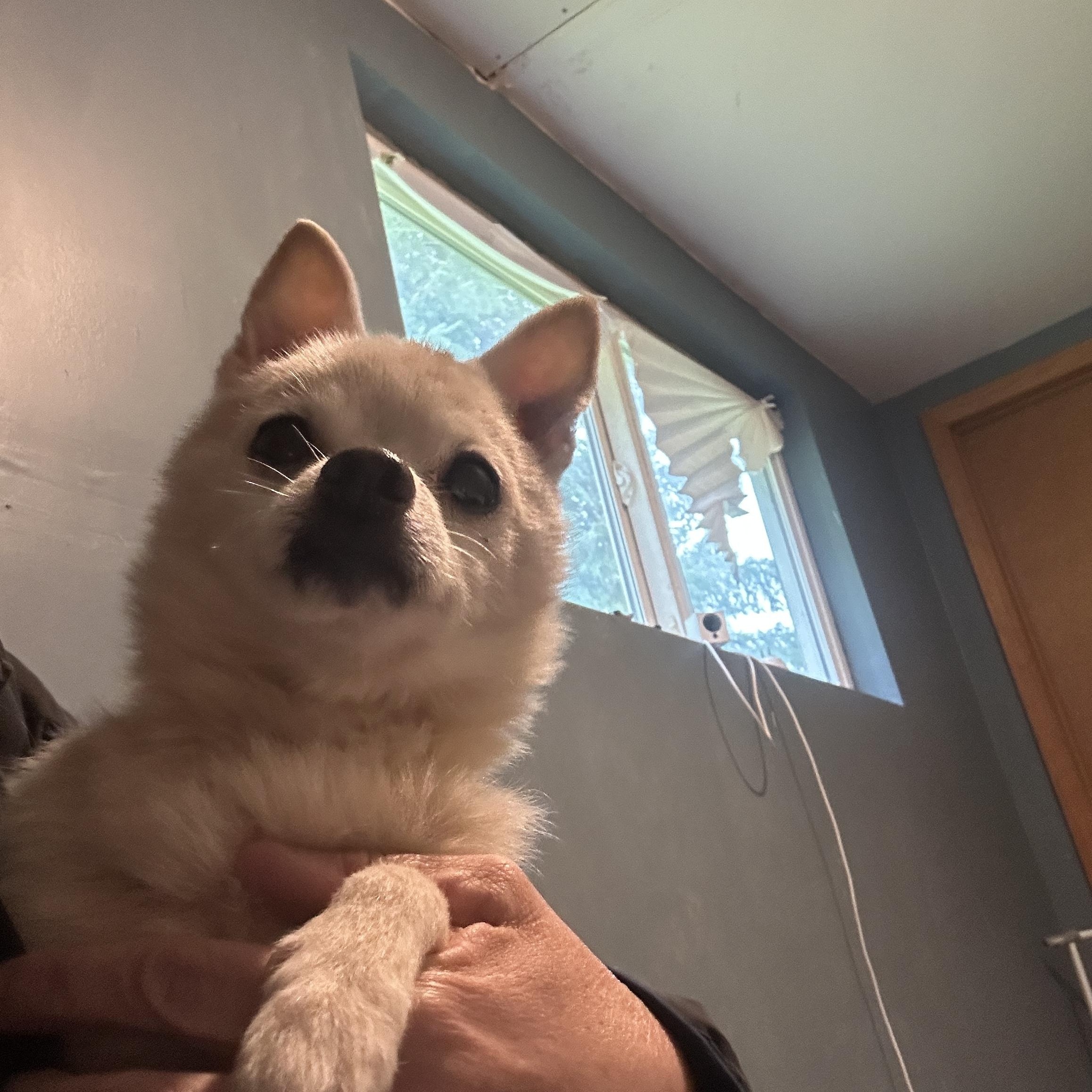 Enlarge Big Bob, an adopted mixed breed in Sheridan, OR image 1/6