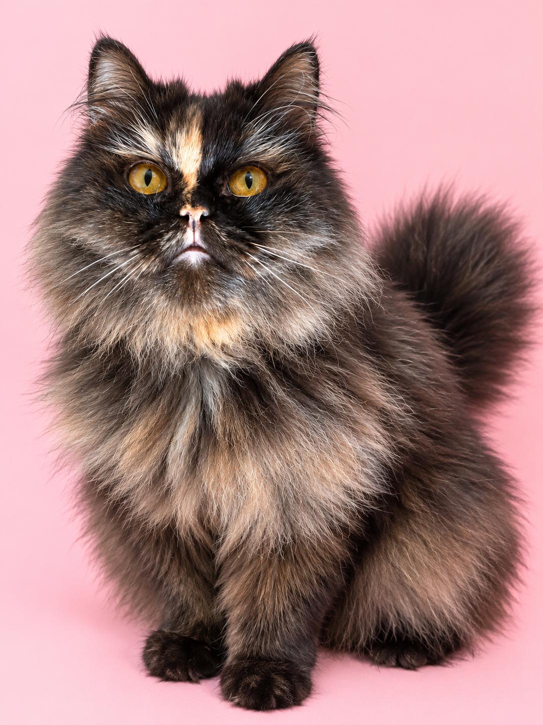 Enlarge Fantosha, a Adopted Persian in York, PA image 1/1