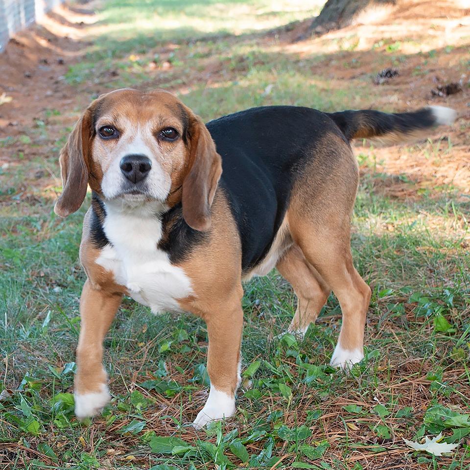Enlarge Banjo/Joe, a Adoptable Beagle in Troy, OH image 1/3