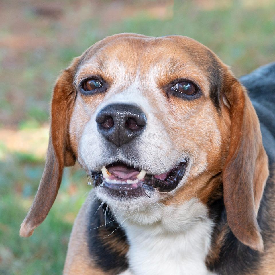 Enlarge Banjo/Joe, a Adoptable Beagle in Troy, OH image 2/3