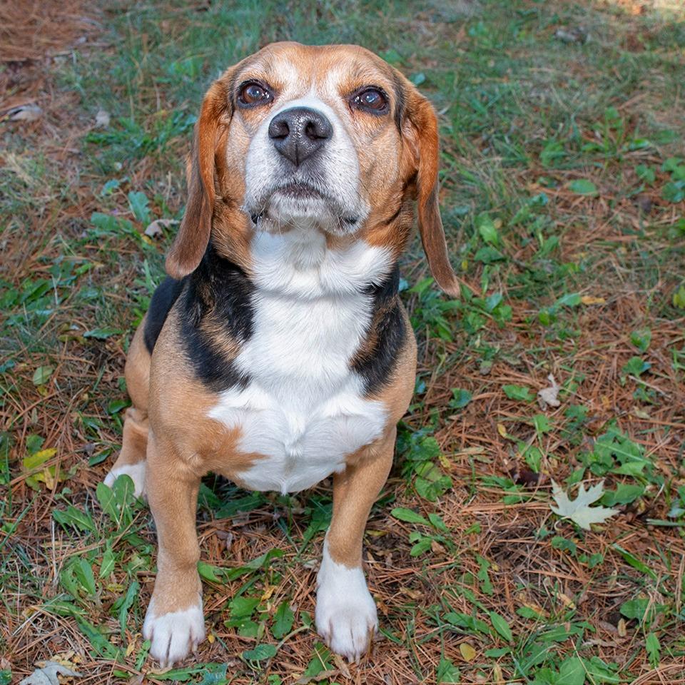 Enlarge Banjo/Joe, a Adoptable Beagle in Troy, OH image 3/3
