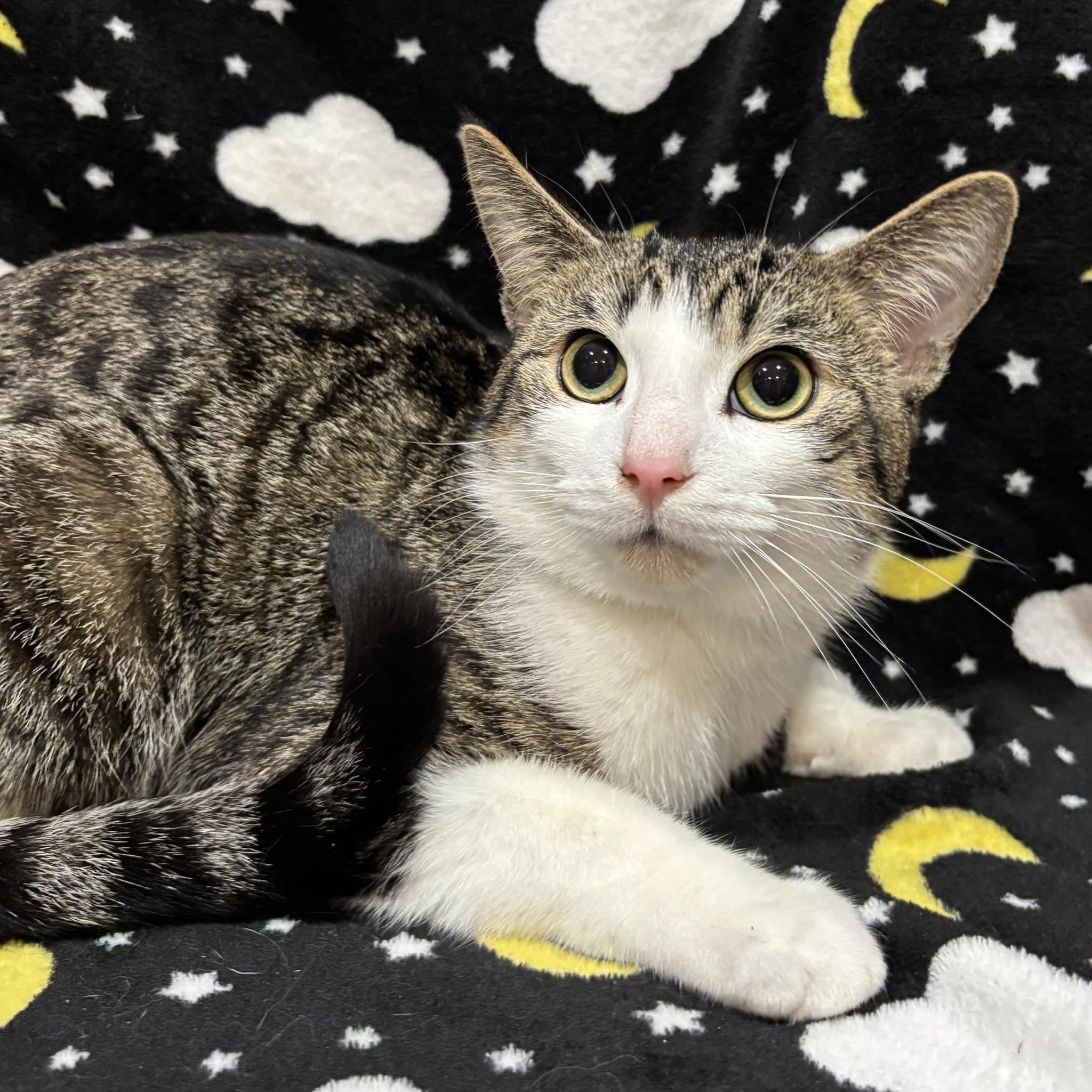 WILBUR (Bonded with Armani), a Adoptable Domestic Short Hair in Tillsonburg, ON image 2/6