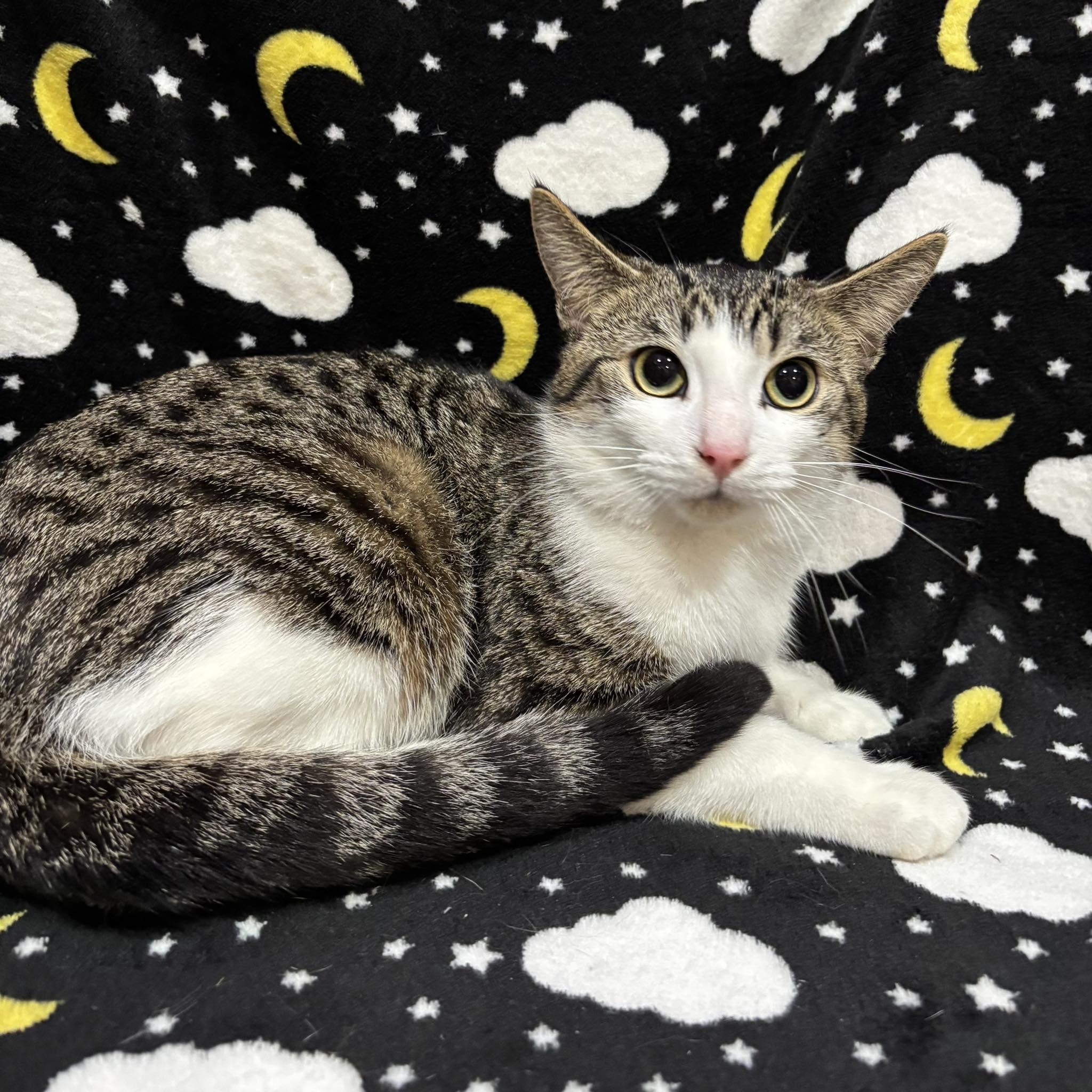 WILBUR (Bonded with Armani), a Adoptable Domestic Short Hair in Tillsonburg, ON image 4/6