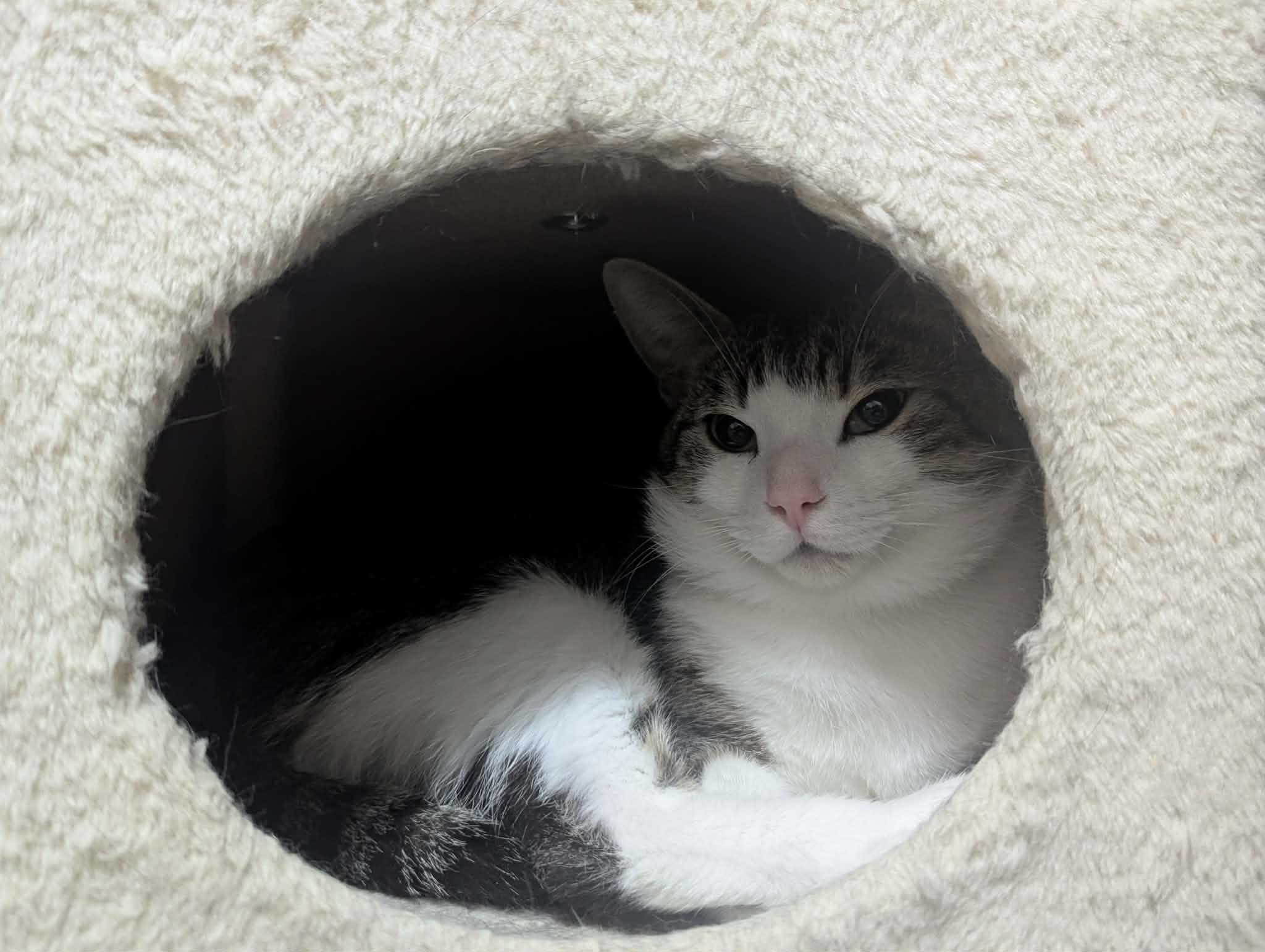 WILBUR (Bonded with Armani), a Adoptable Domestic Short Hair in Tillsonburg, ON image 5/6