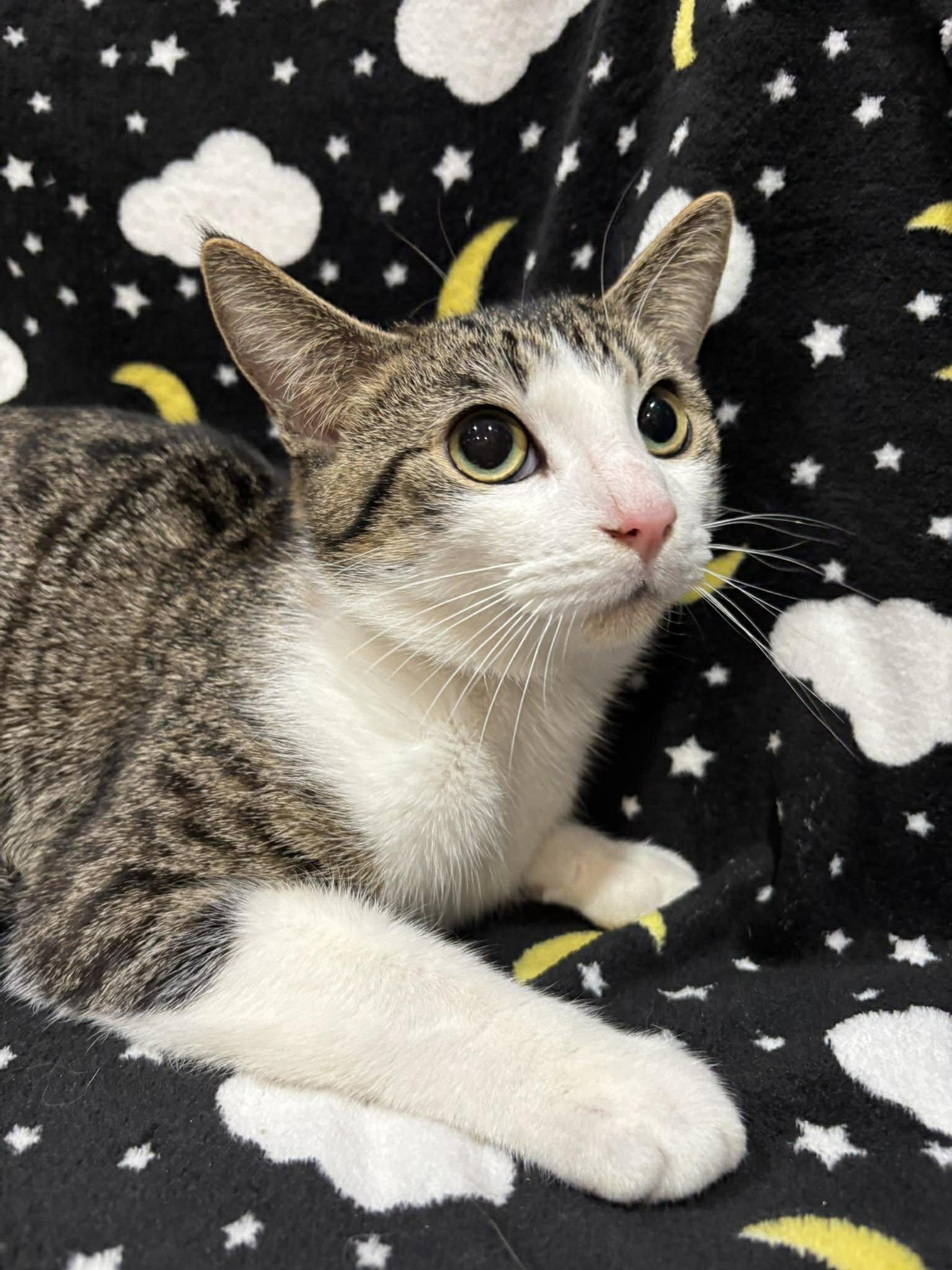 WILBUR (Bonded with Armani), a Adoptable Domestic Short Hair in Tillsonburg, ON image 3/6