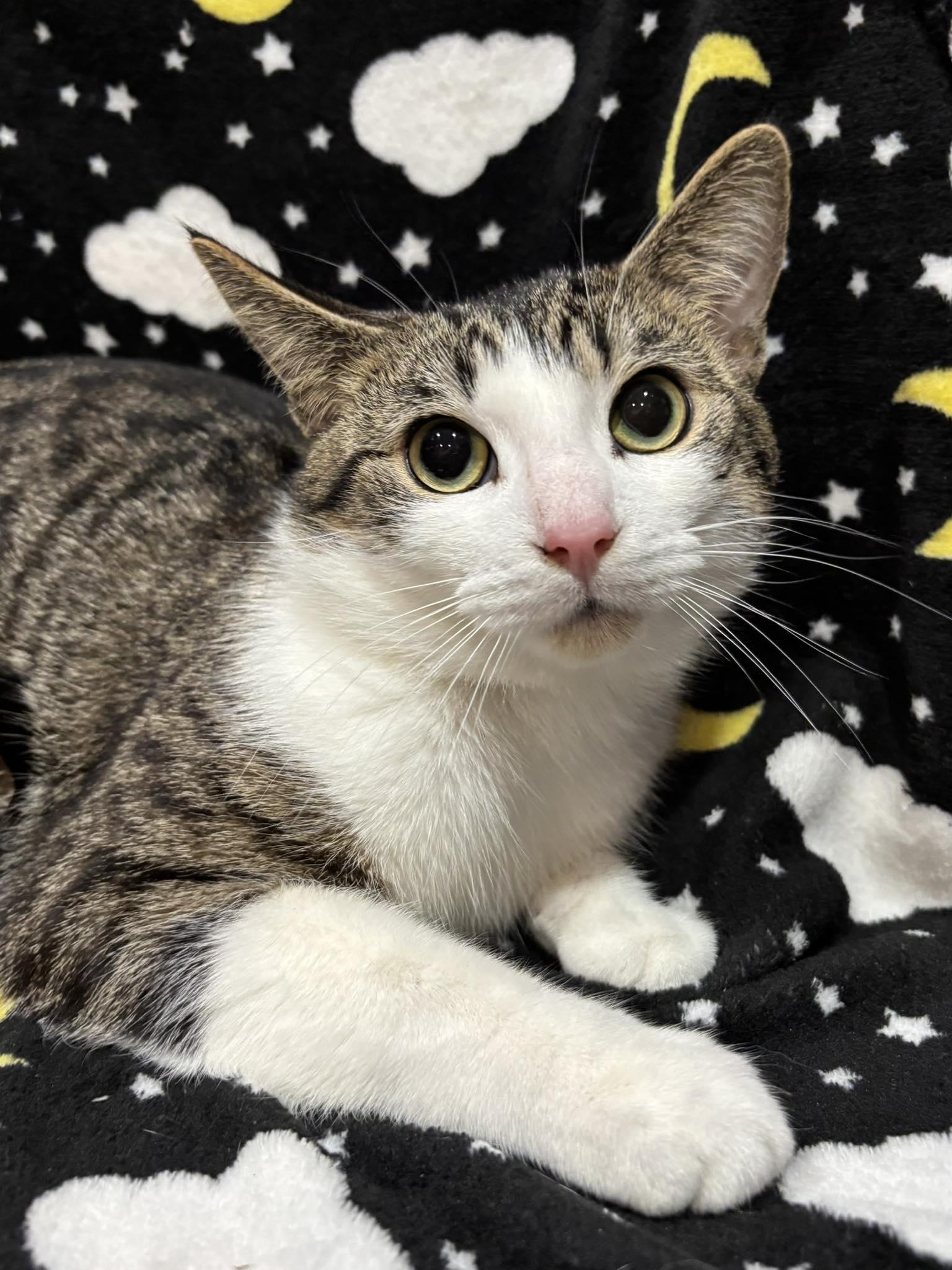 WILBUR (Bonded with Armani), a Adoptable Domestic Short Hair in Tillsonburg, ON image 1/6