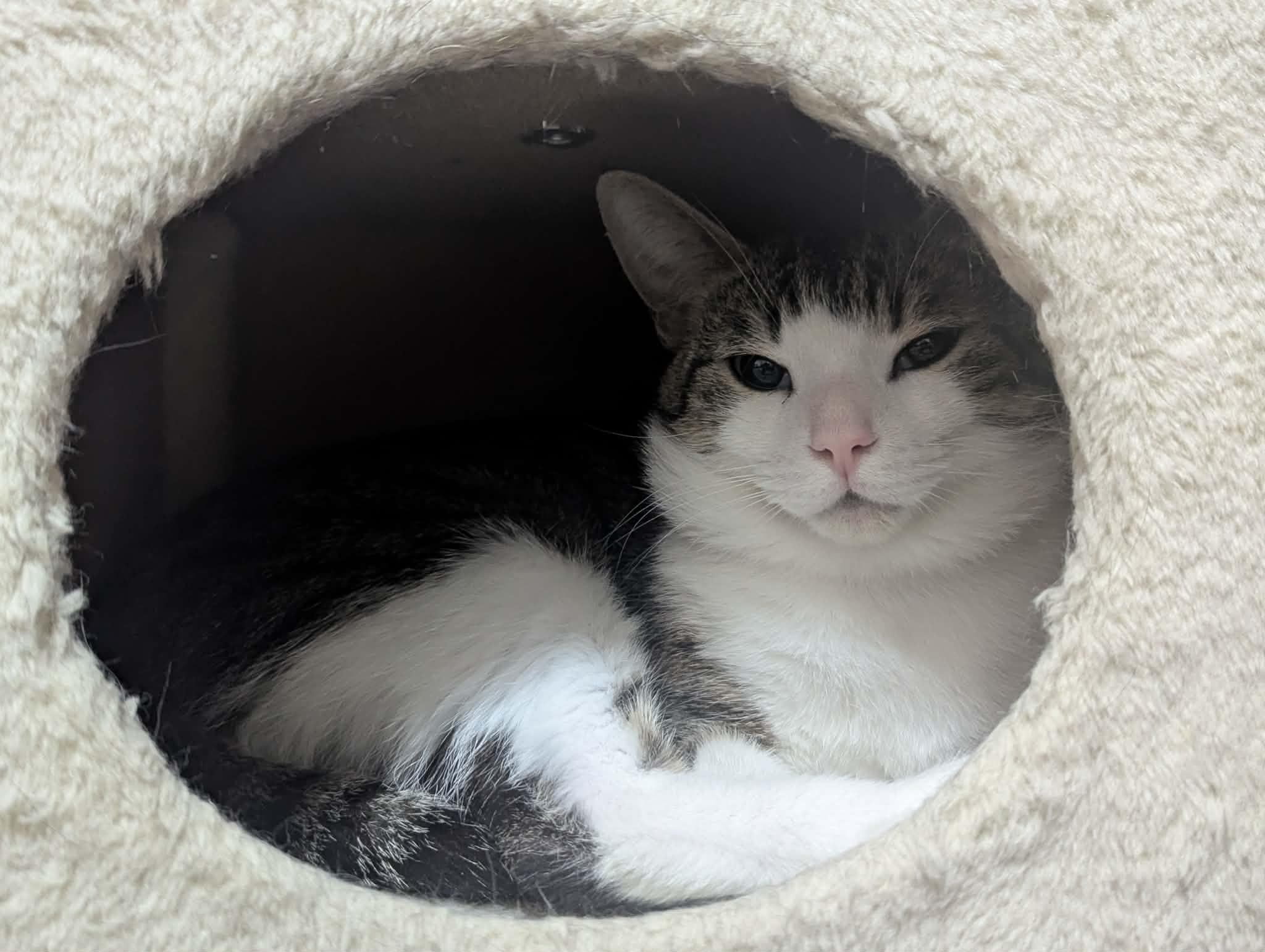 WILBUR (Bonded with Armani), a Adoptable Domestic Short Hair in Tillsonburg, ON image 6/6