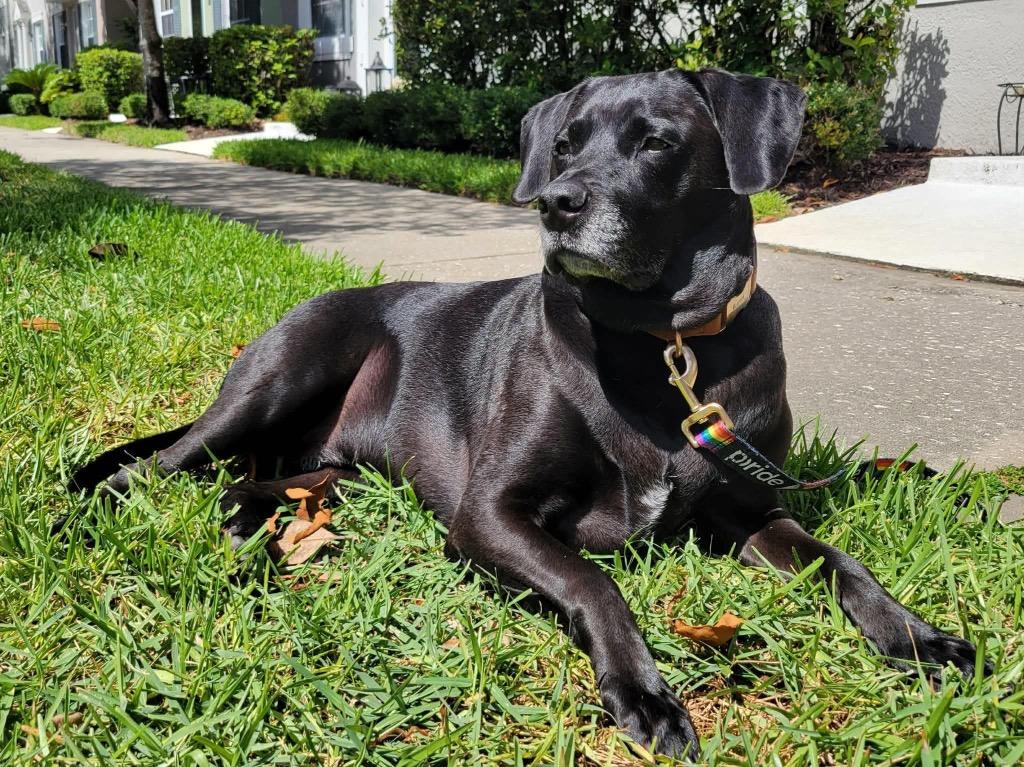 Maverick, a Adoptable mixed breed in Orlando, FL image 1/4