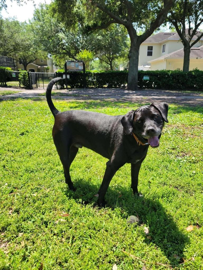 Maverick, a Adoptable mixed breed in Orlando, FL image 2/4