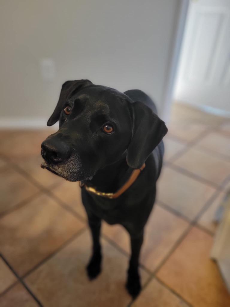 Enlarge Maverick, a Adoptable mixed breed in Orlando, FL image 1/2