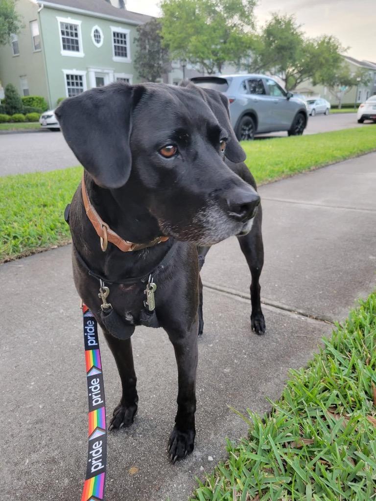 Enlarge Maverick, a Adoptable mixed breed in Orlando, FL image 2/4