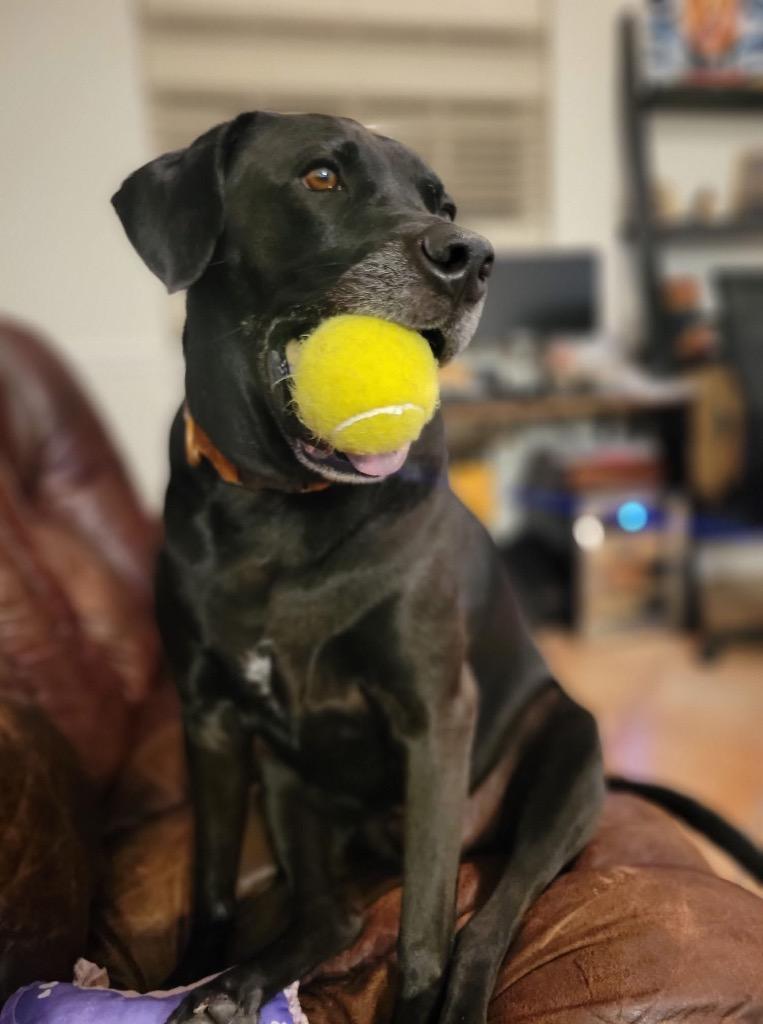 Maverick, a Adoptable mixed breed in Orlando, FL image 3/4